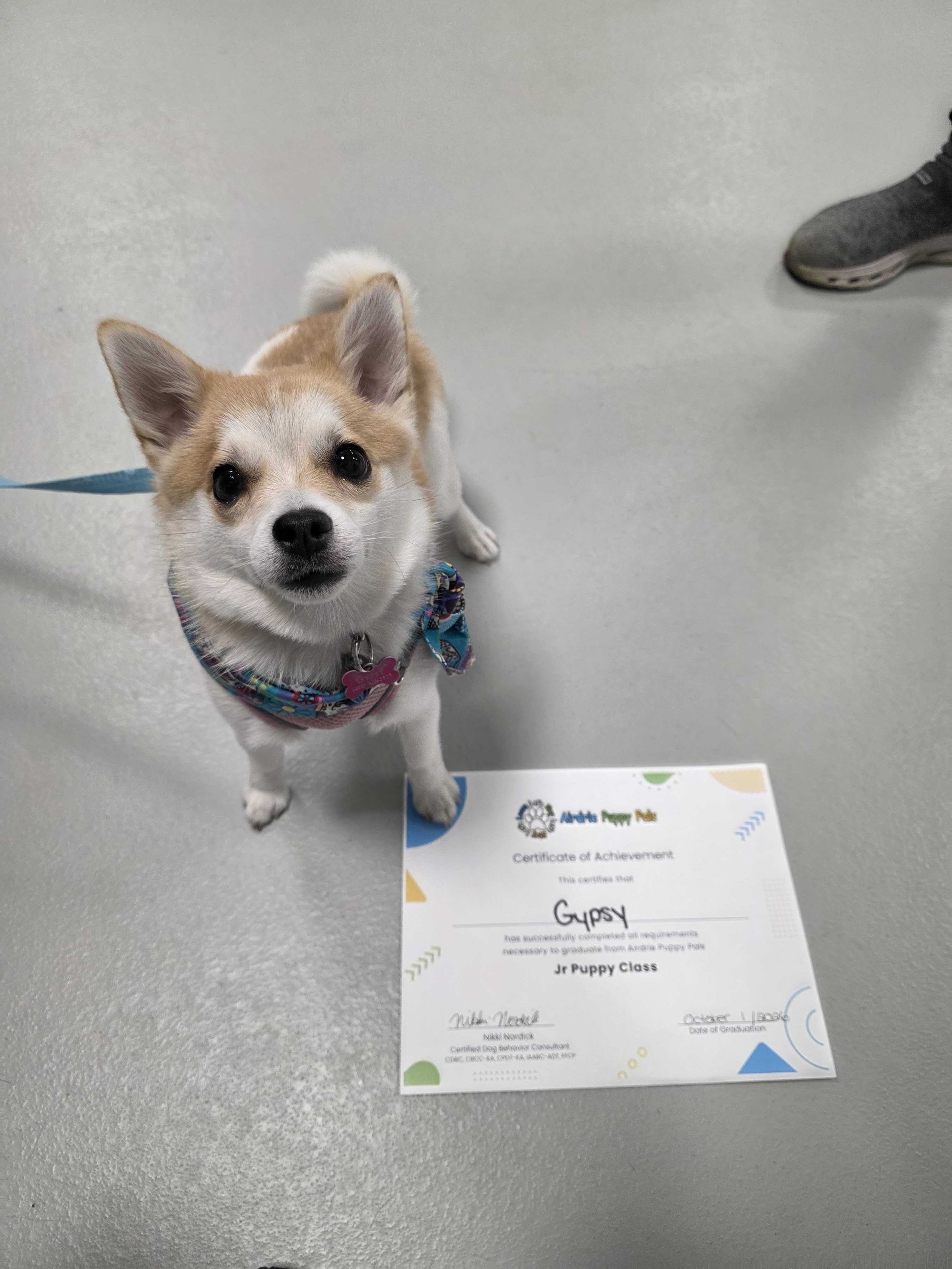 jr-puppy-graduate-fluffy-puppy-bandana-airdrie