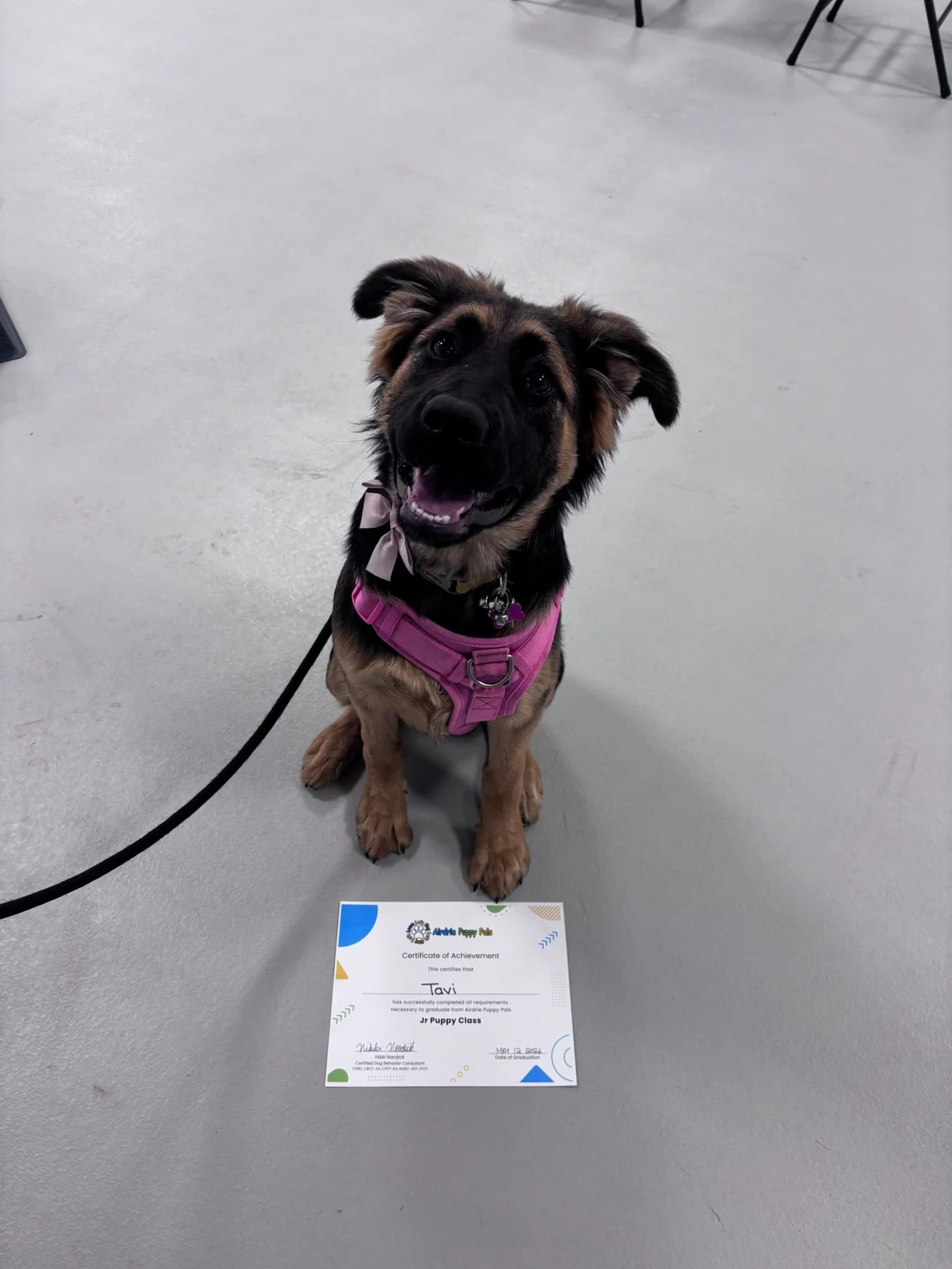 jr-puppy-graduate-pink-harness-airdrie