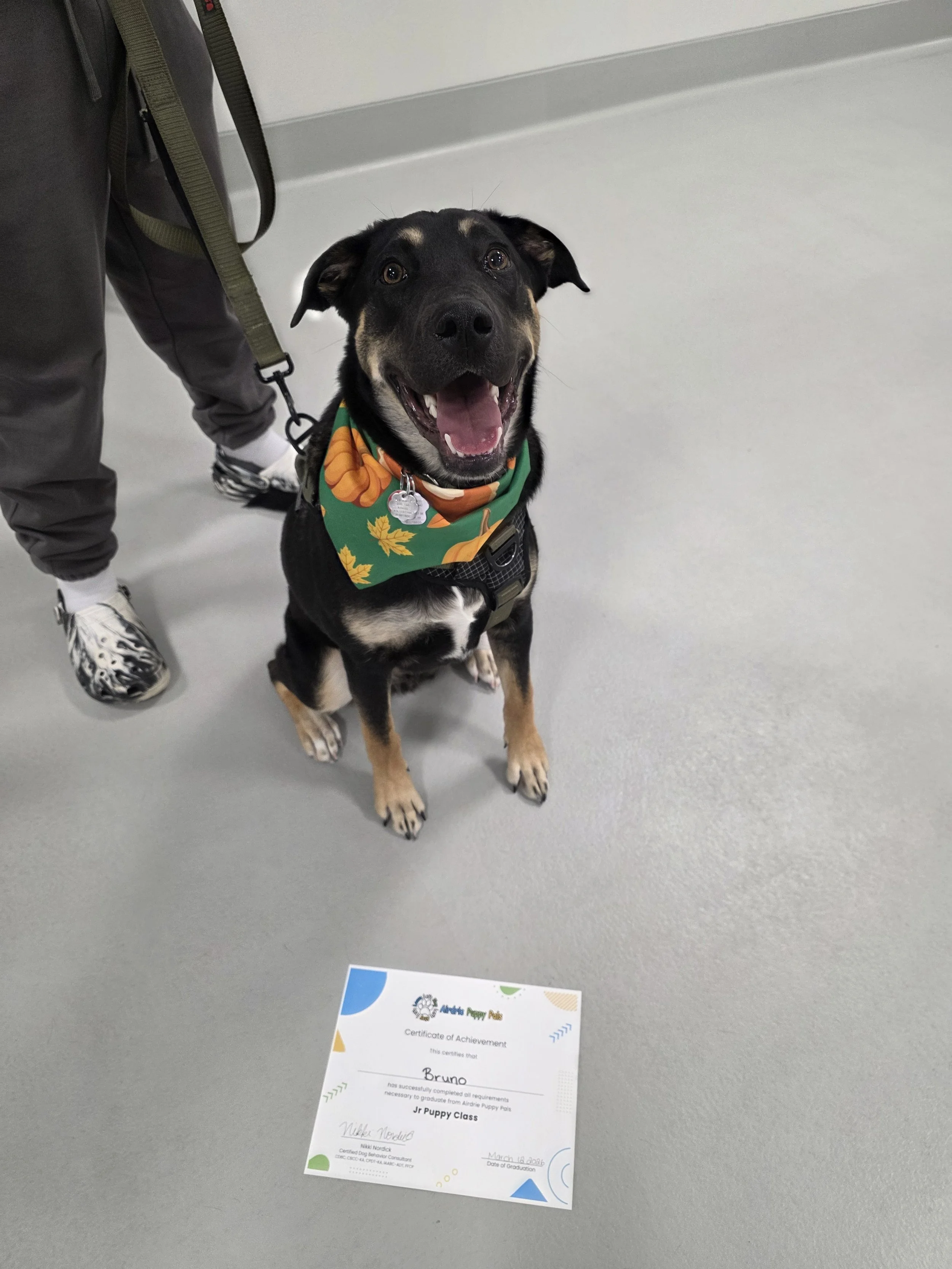 jr-puppy-graduate-bandana-airdrie-puppy-pals