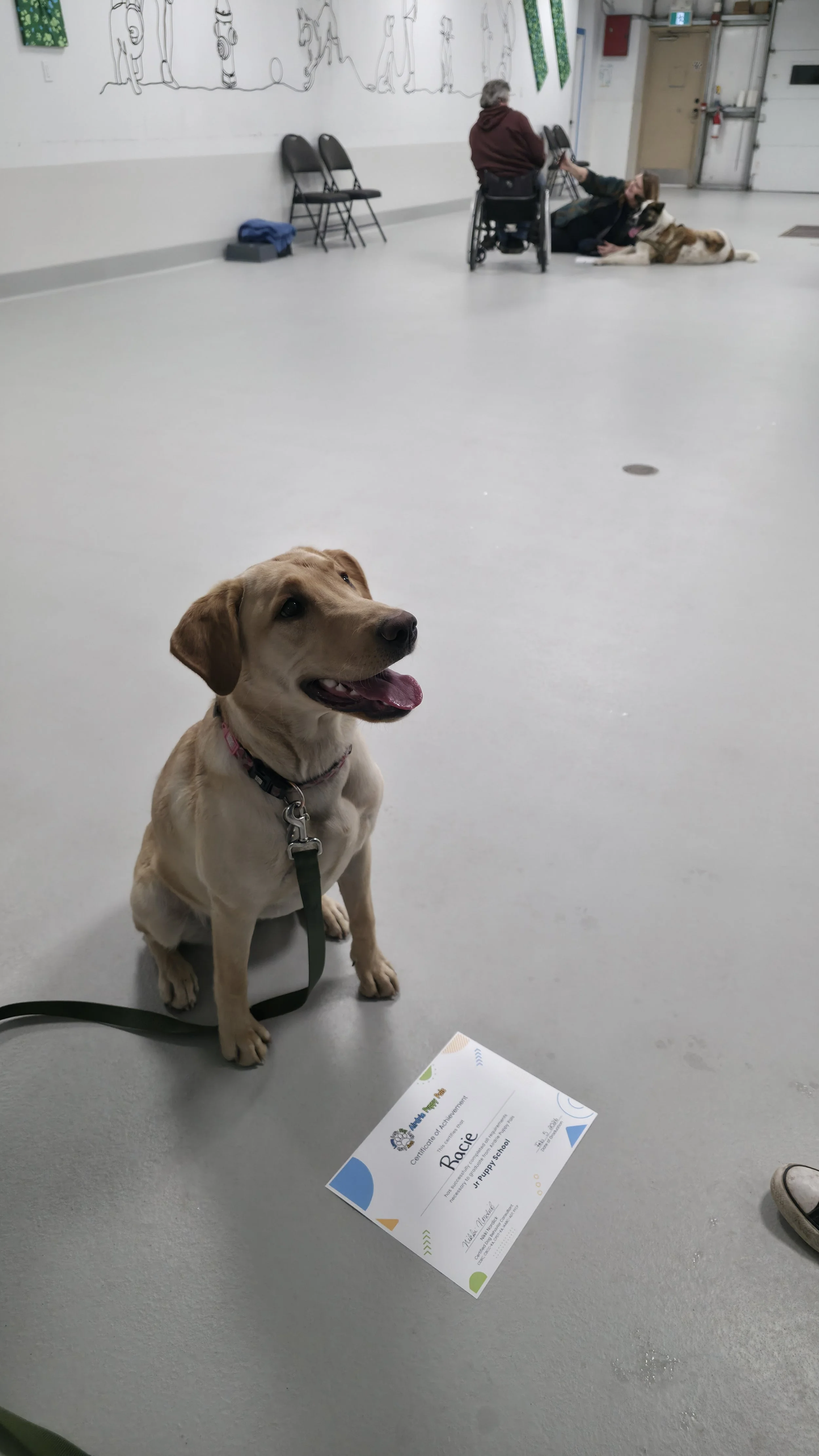 jr-puppy-graduate-golden-puppy-airdrie