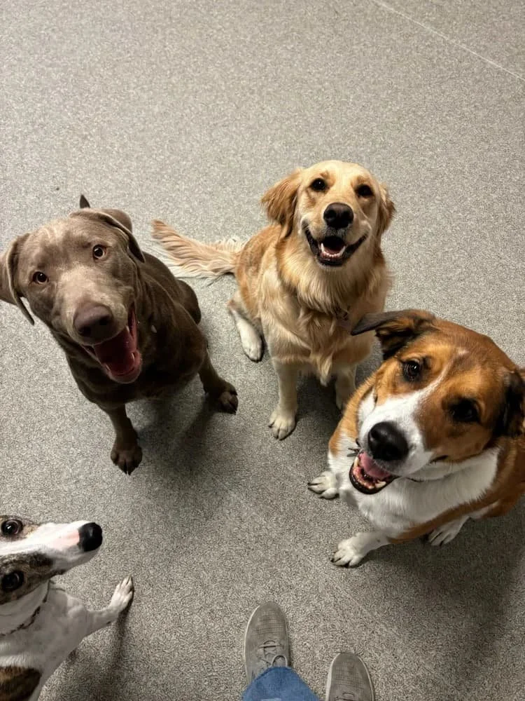 A group of dogs looking up at the camera, excited and happy, on a gray carpeted floor with pairs of shoes and a human foot visible at the bottom of the image.