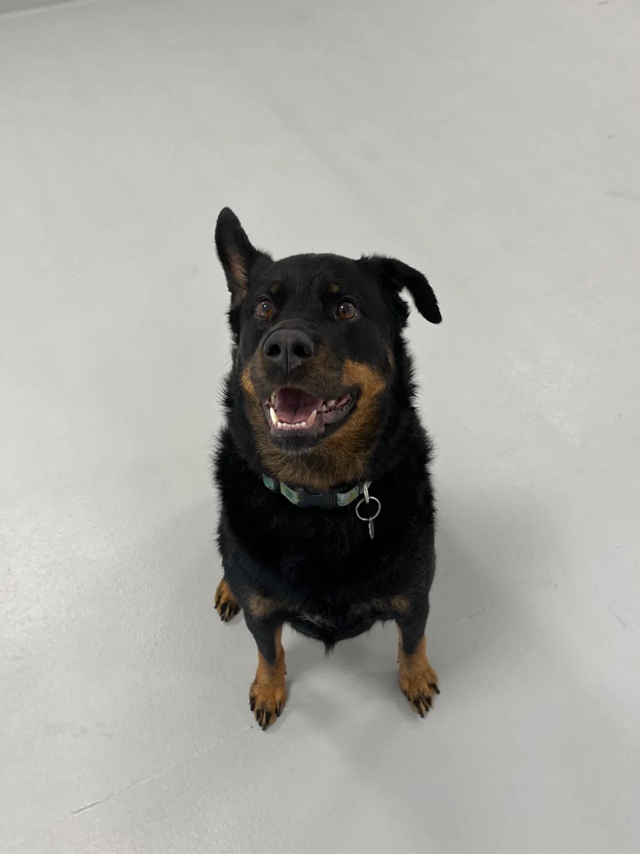 A black and tan dog with one ear upright and one ear flopping, standing on a plain gray floor against a white background, looking upward with an open mouth.