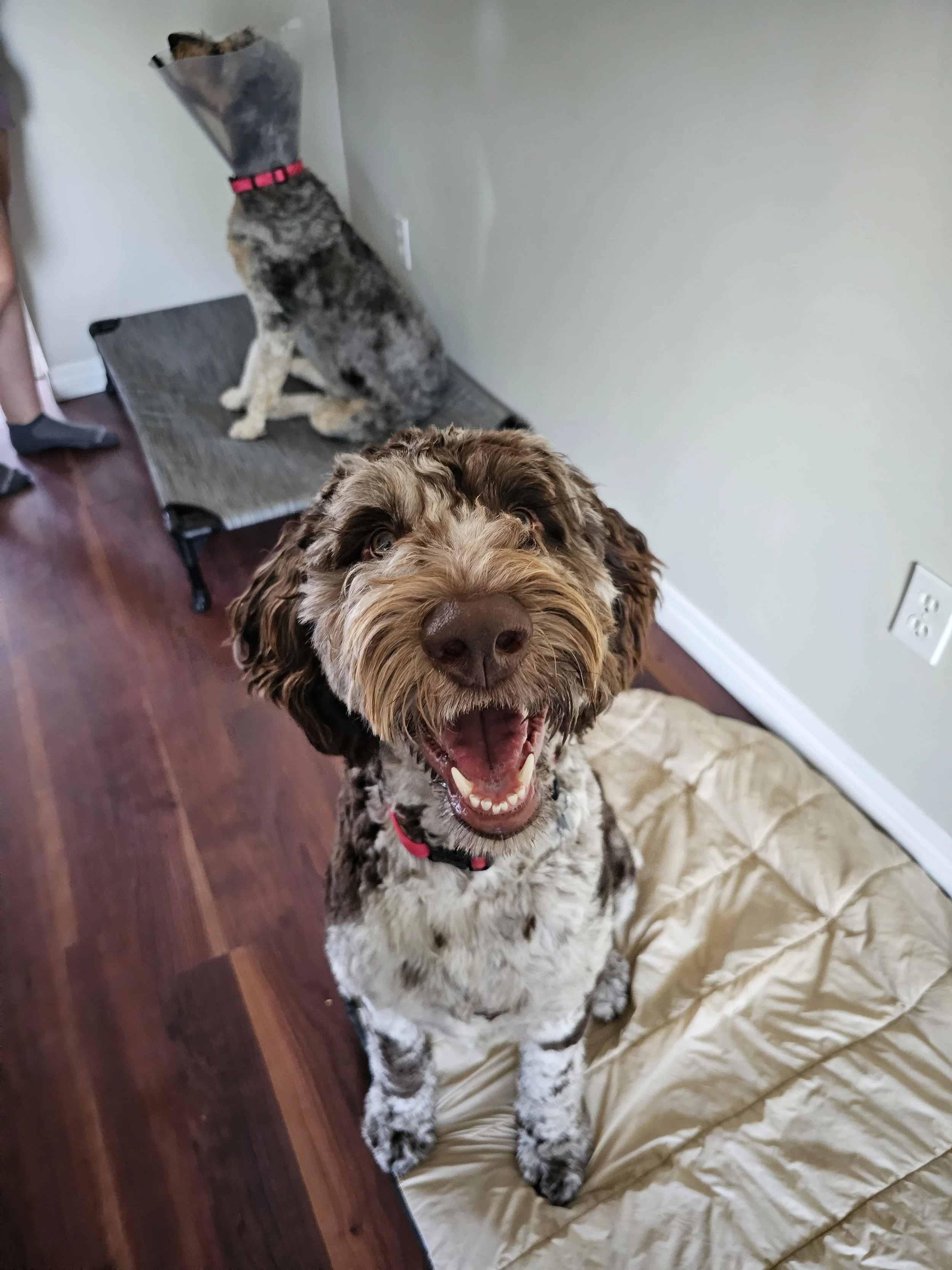 Close-up of a happy curly-haired dog with brown and white fur, sitting on a beige blanket, looking directly at the camera with an open mouth. Behind, a dog with a brindle coat and cone around its neck is sitting on a raised dog bed against a wall.