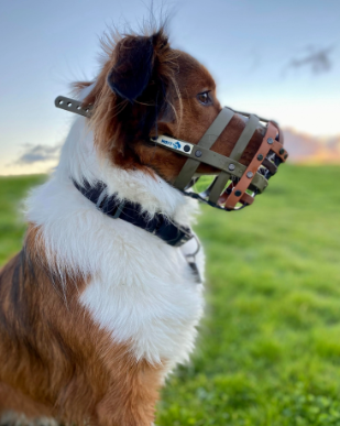 Dog wearing a muzzle outdoors on grass with a sunset or sunrise in the background.