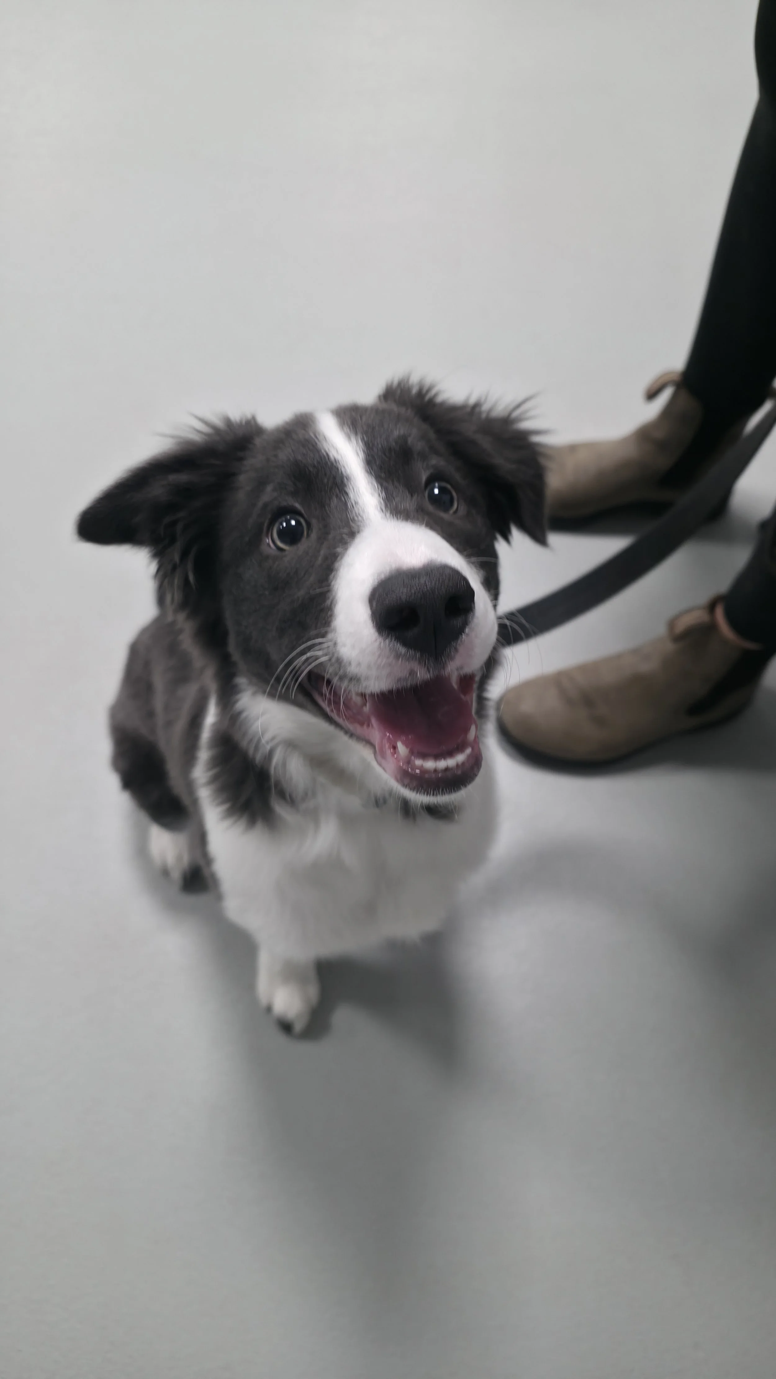 Smiling Border Collie puppy learning basic commands at puppy class in Airdrie, Alberta