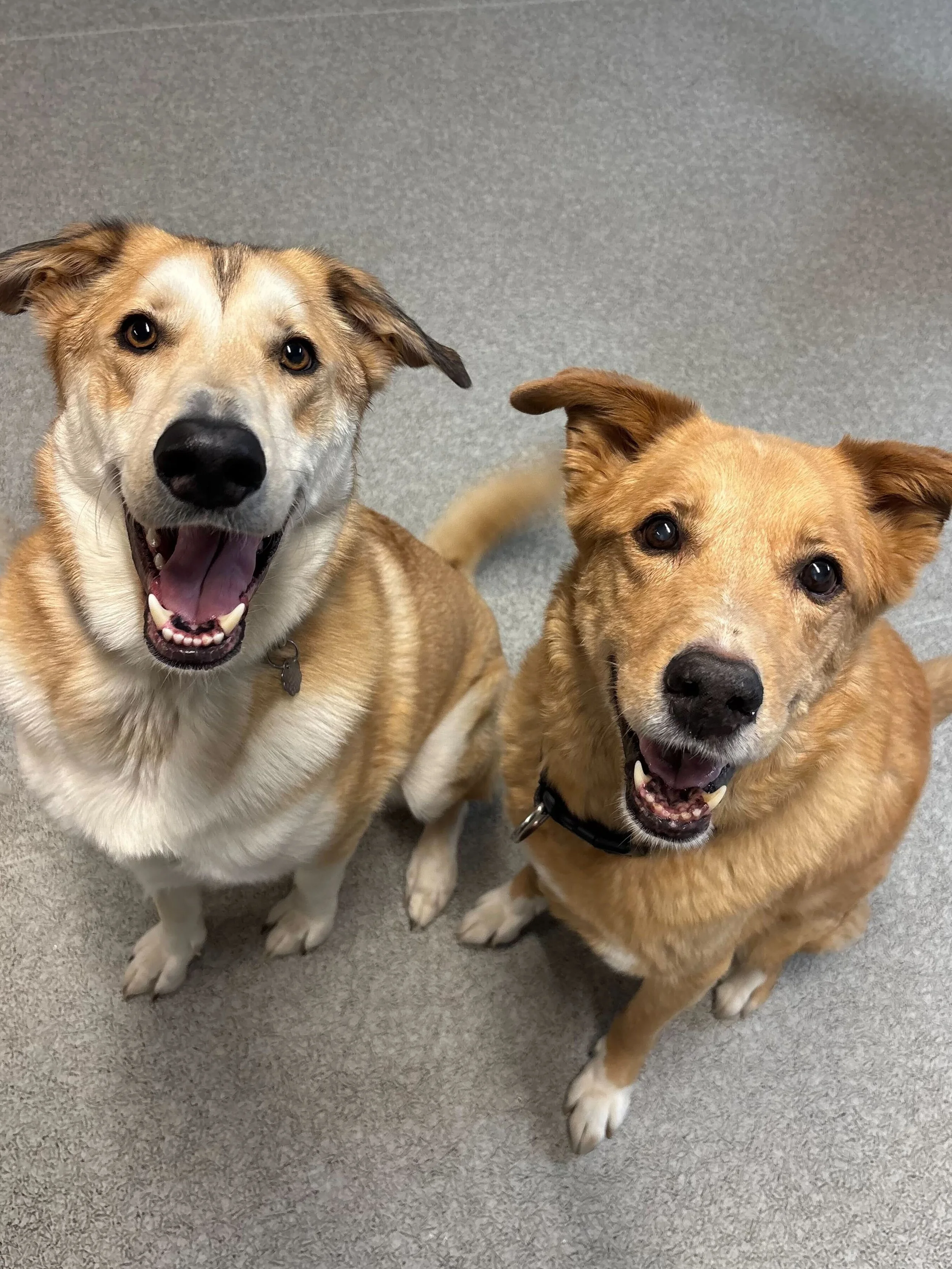 two dogs sitting and smiling in airdrie alberta