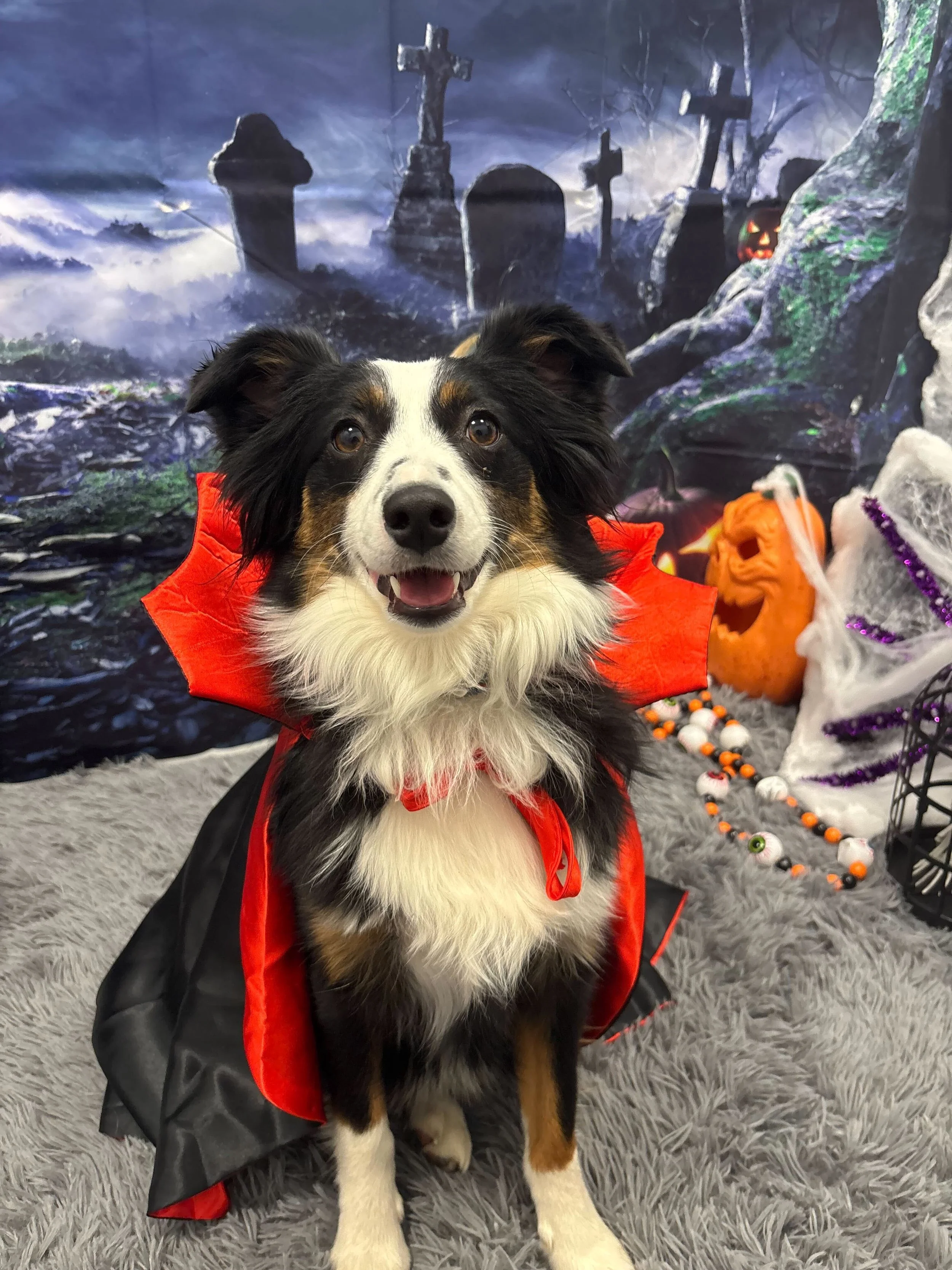 A happy dog dressed in a red and black cape for Halloween, sitting on a gray furry surface with Halloween decorations including a pumpkin, white and orange bead necklace, and a spooky backdrop with crosses and a ghostly scene.