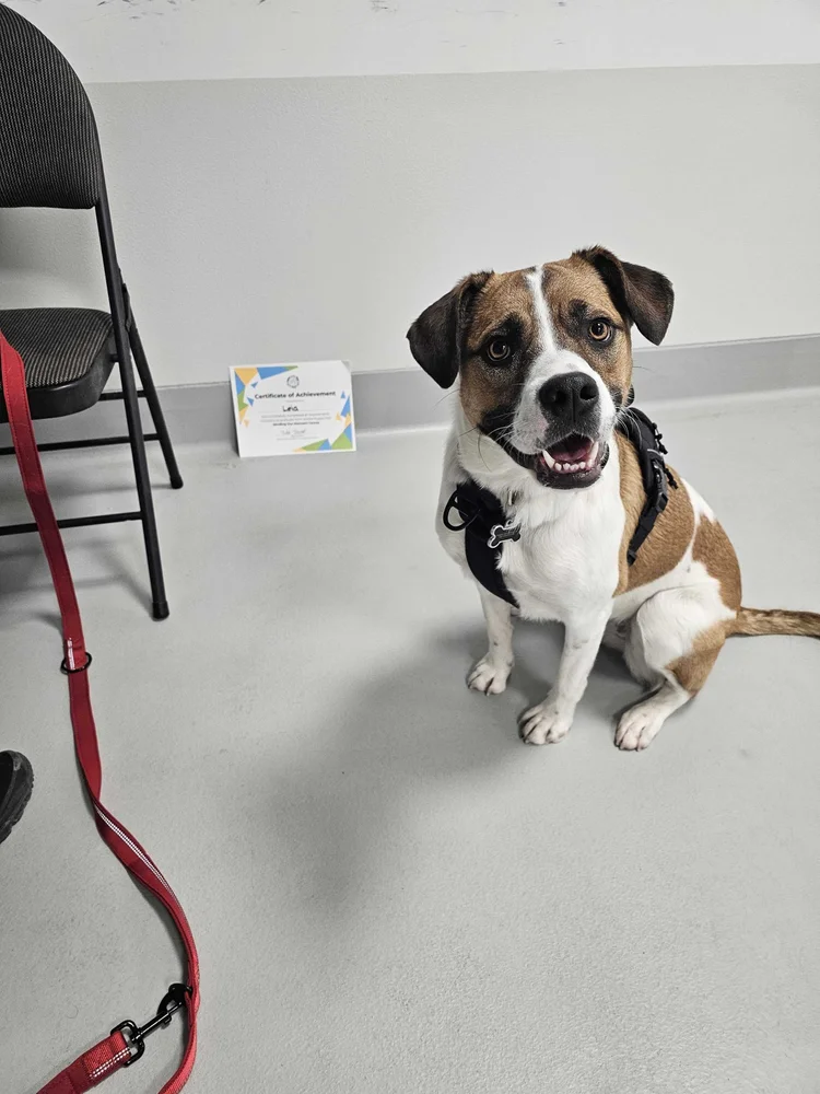 Minding Our Manners dog training in Airdrie