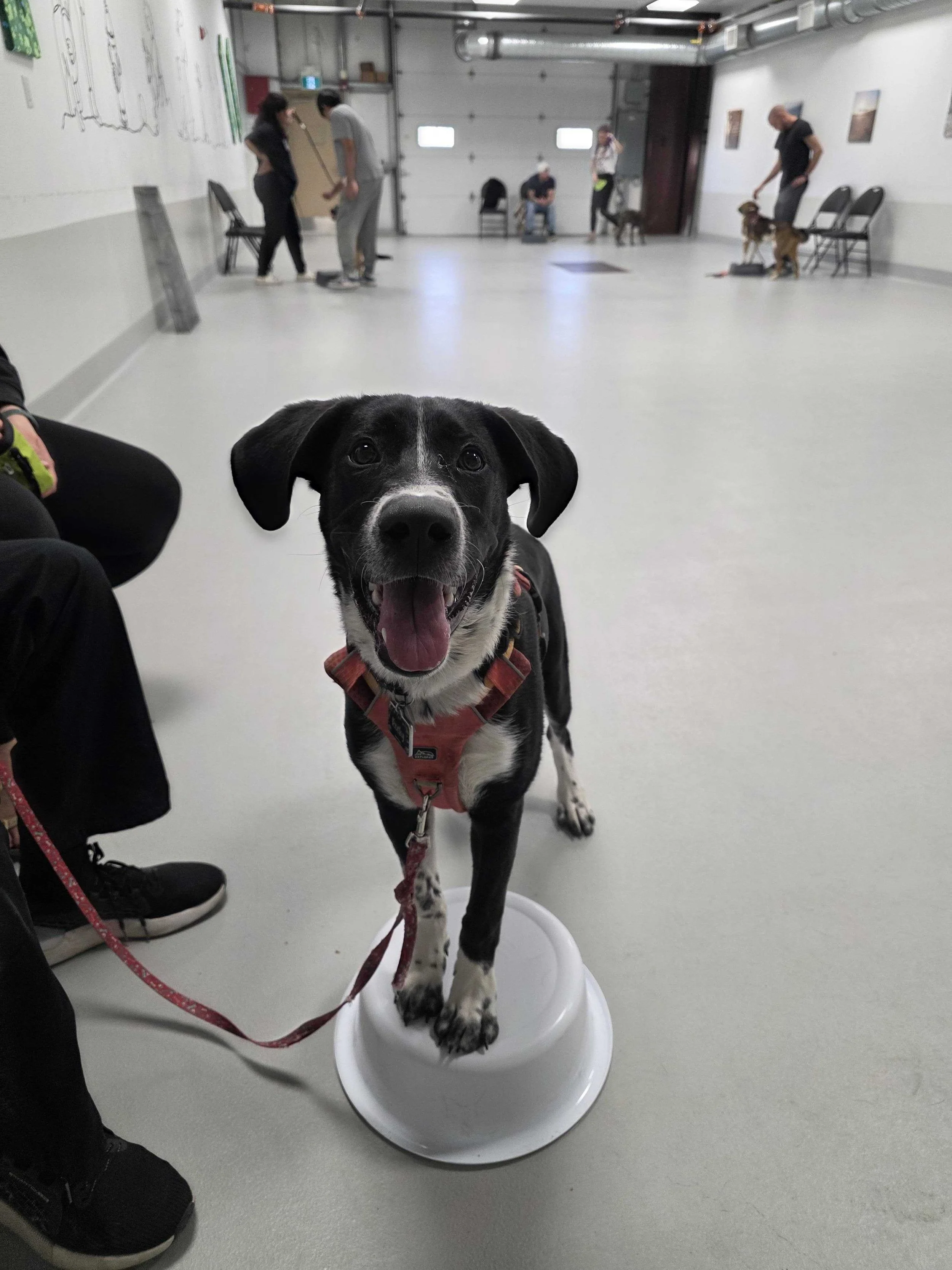 A black and white dog standing on a white splash board in an indoor training facility with people and other dogs in the background.