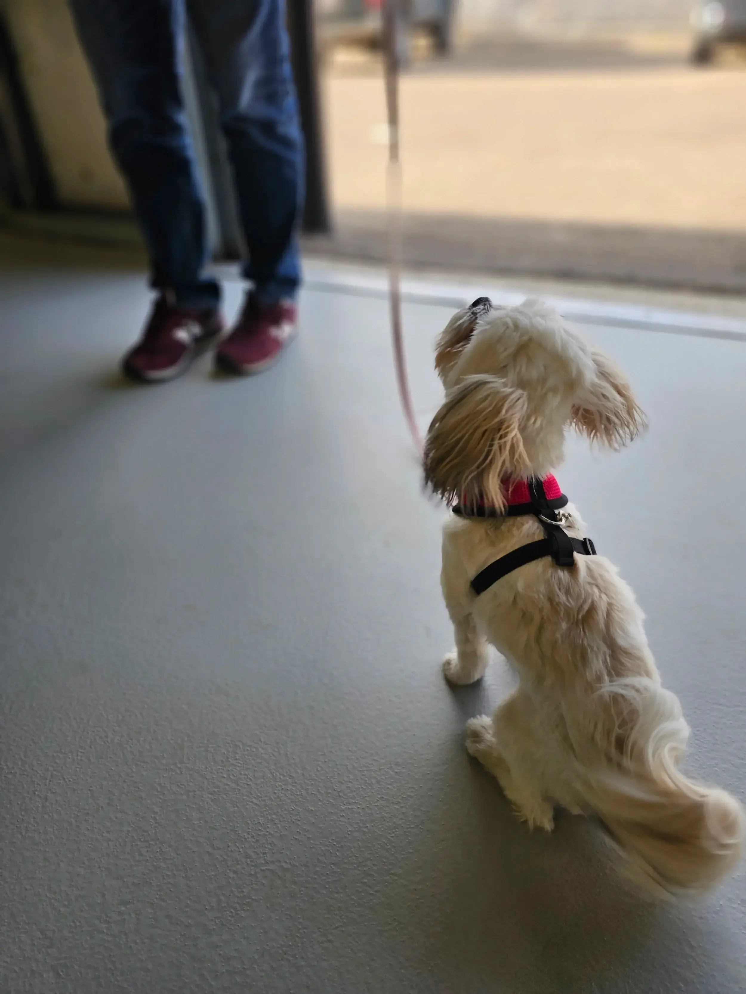 white dog sits on a grey floor on a loose leash