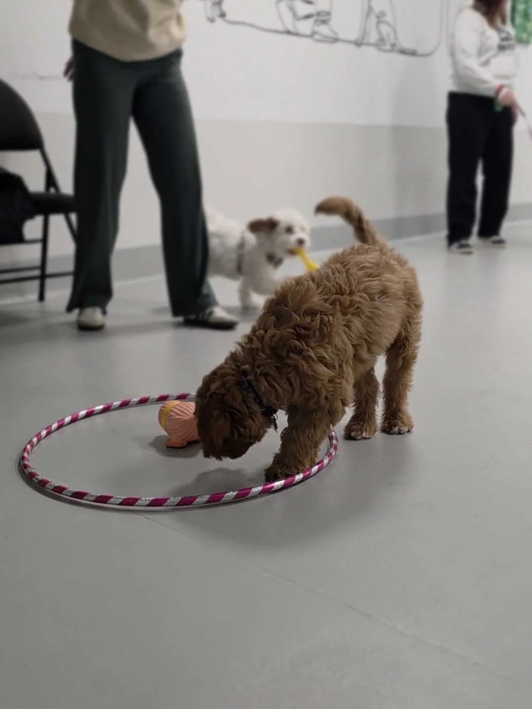Puppies participating in a puppy training class at Airdrie Puppy Pals, learning confidence and social skills with toys and obstacles indoors