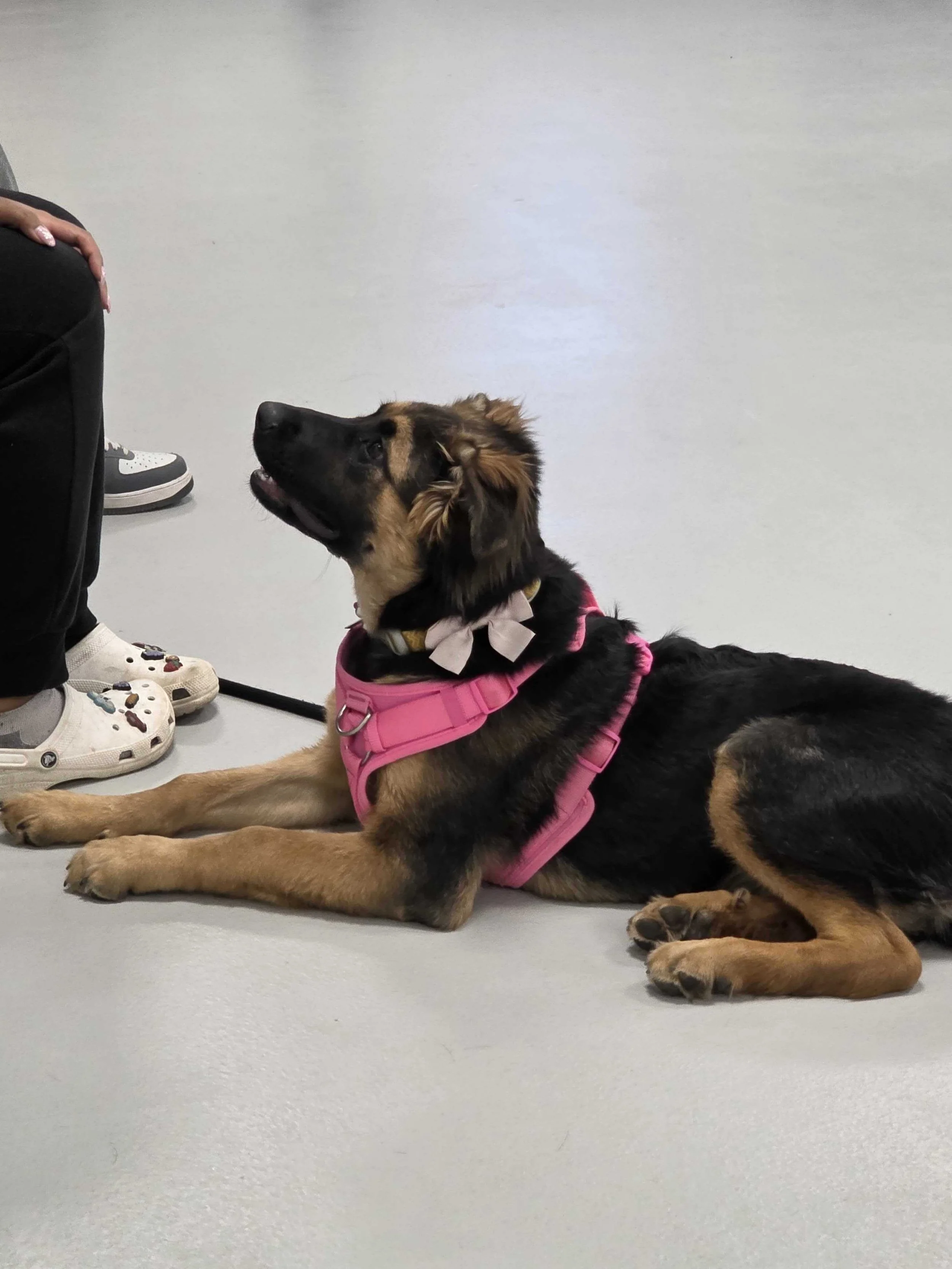 A young German Shepherd dog wearing a pink harness and bow, lying down on a gray floor, looking up at a person with part of their body and sneakers visible during Jr Puppy Class in Airdrie, Alberta