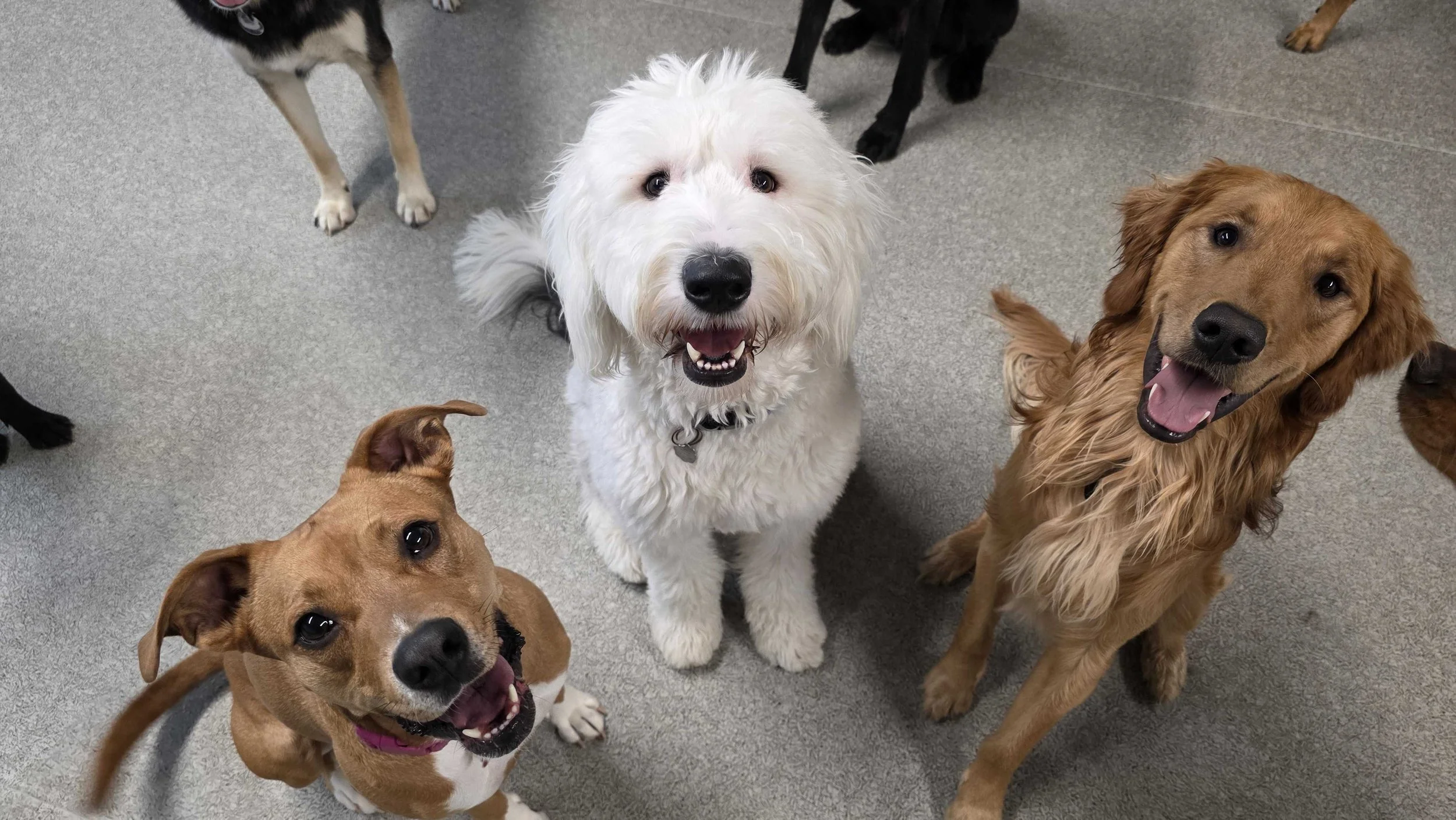 Group of smiling dogs, including a white fluffy dog in the center, a brown and white dog on the left, and a golden retriever on the right, on a gray carpeted floor.