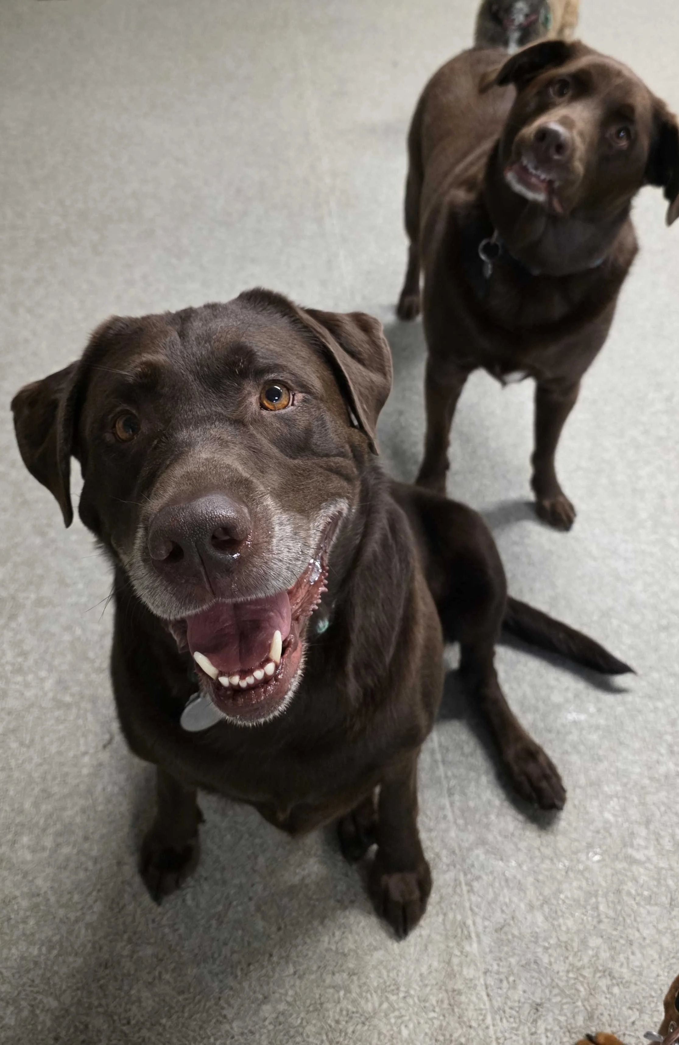 Two brown dogs sitting on a gray floor, one looking up with a happy expression and the other looking to the side in Airdrie, Alberta