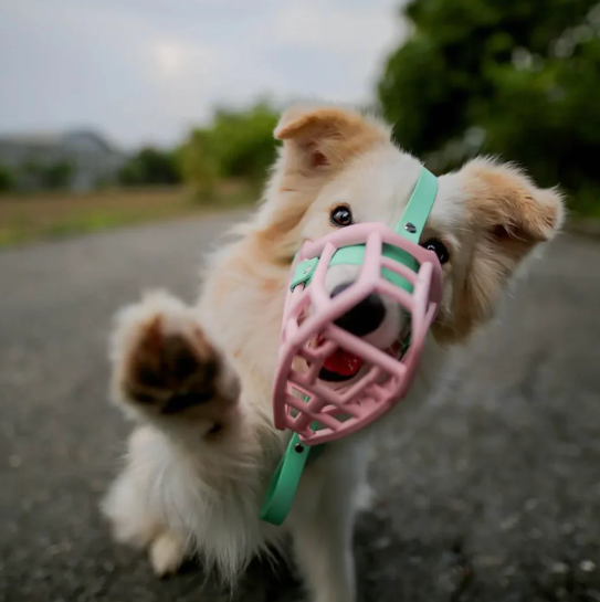 Cute puppy wearing a pink muzzle and a teal collar, reaching towards the camera on a rural road.