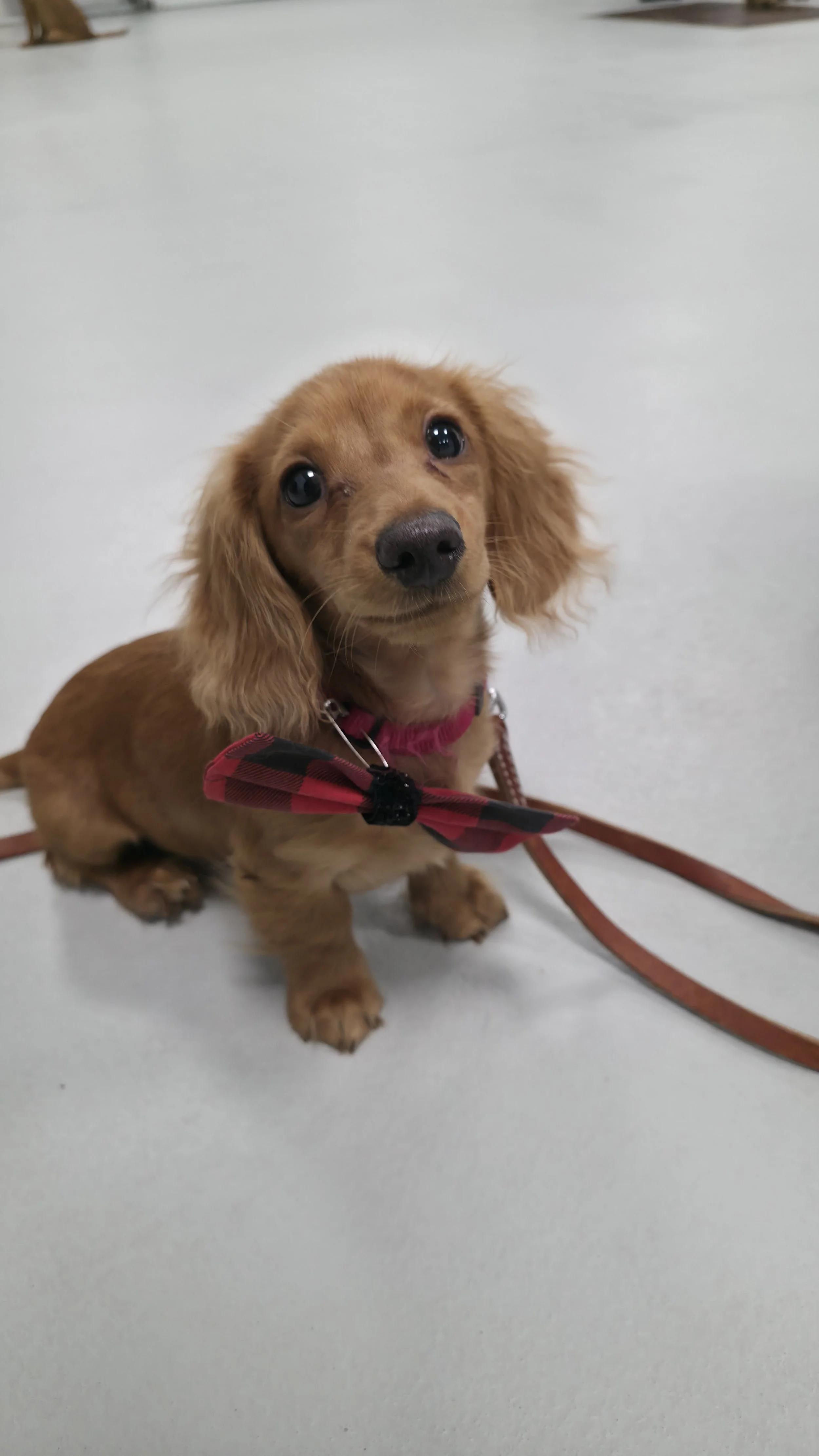 Long-haired Dachshund learning sit during Airdrie Puppy Pals puppy training class in Airdrie