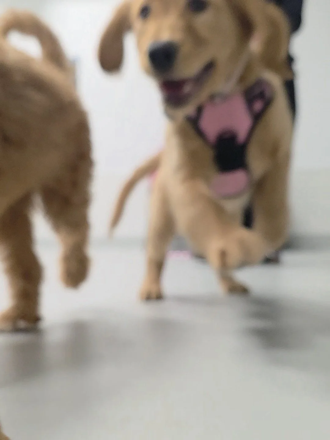 Two small dogs, one with a harness, playing and smiling on a light-colored floor during a puppy class in Airdrie, Alberta .