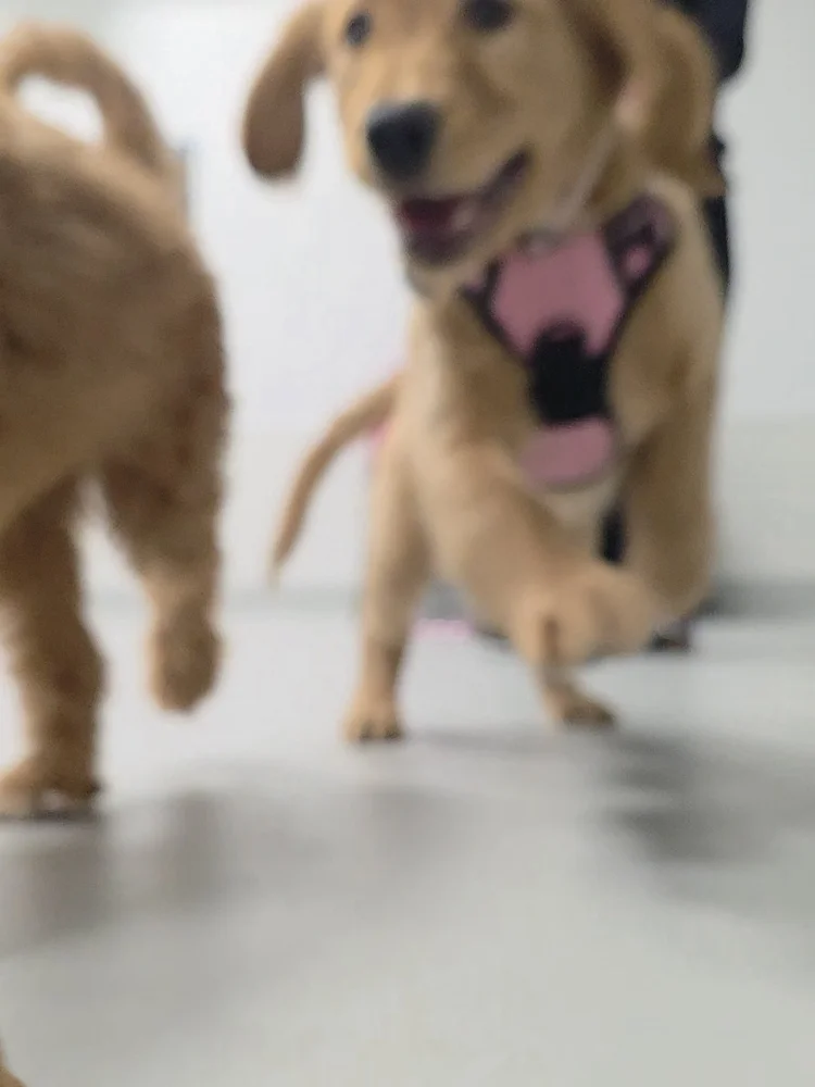 What to bring to Puppy Class at Airdrie Puppy Pals