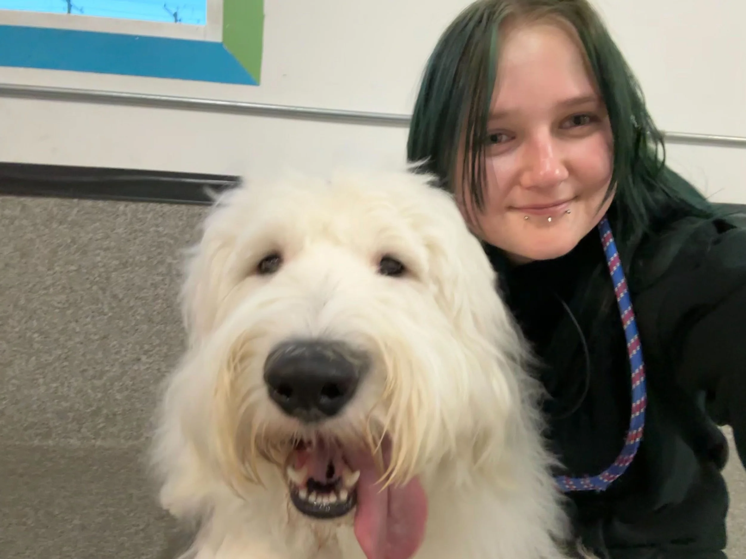 A person with black and green hair smiling next to a large, fluffy white dog with its tongue out, in an indoor setting at Dog Daycare in Airdrie, Alberta.