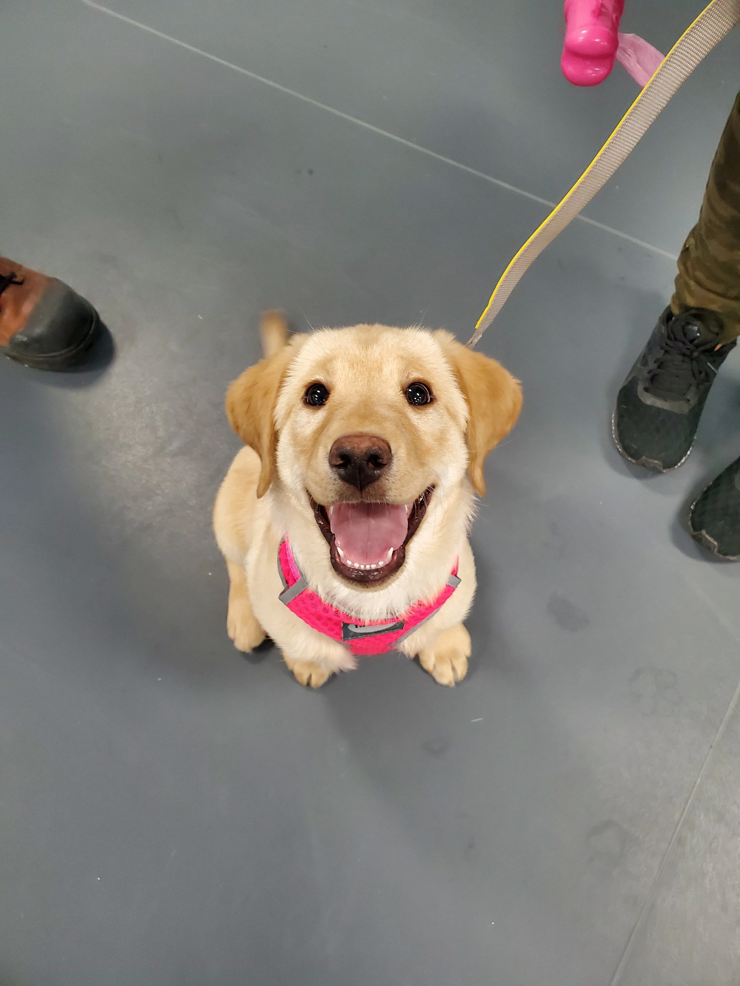A happy golden retriever puppy with a pink harness sitting on a gray floor, looking up at the camera.