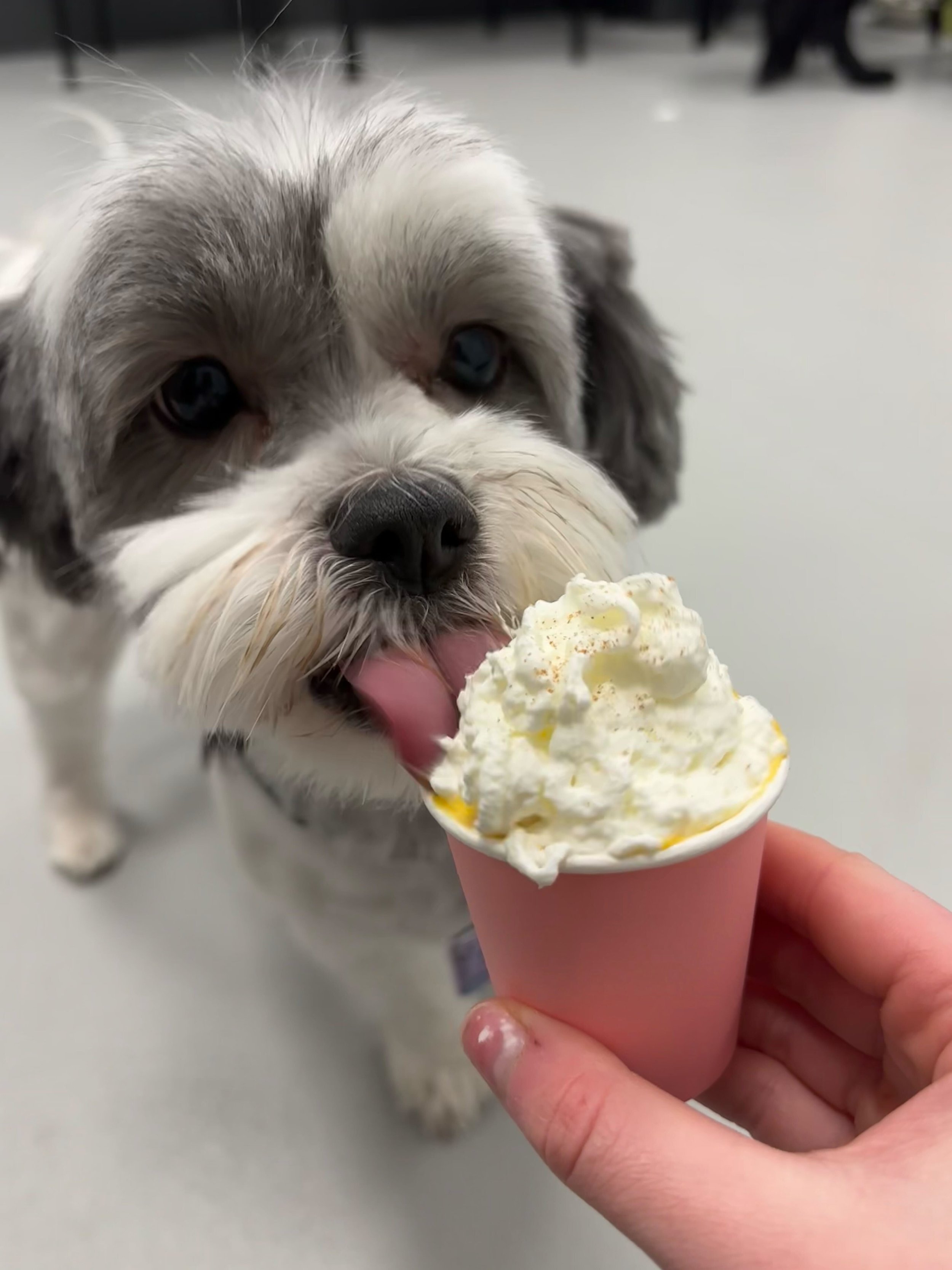 Adorable small dog named Stevie enjoying a special 'recess' treat at Airdrie Puppy Pals dog daycare. Fun add-ons like special snacks and activities make every visit extra exciting!
