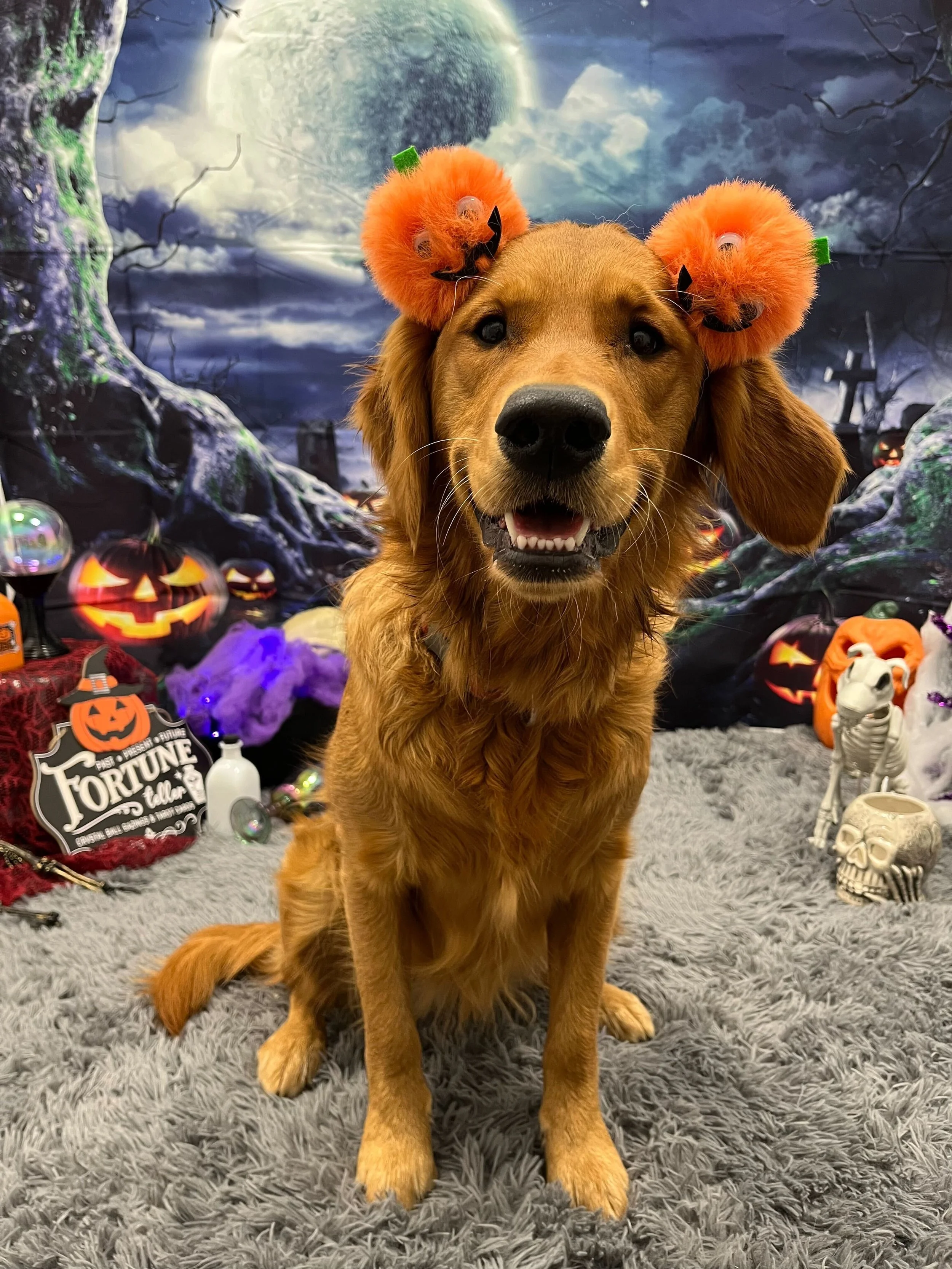 A golden retriever wearing two orange pumpkin-themed headbands with small decorations, sitting on a gray furry rug in front of a Halloween-themed backdrop with a full moon, carved pumpkins, skeleton, skull, and Halloween decorations.