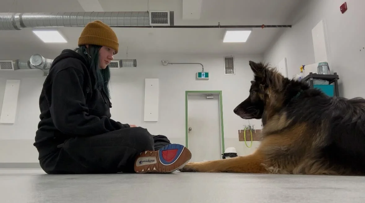 First Image (Dog Training with Staff Member) "Aunty Taylor training Bruce, a large brown dog, at Airdrie Puppy Pals dog daycare. Bruce is learning to cross his paws during a supervised training session