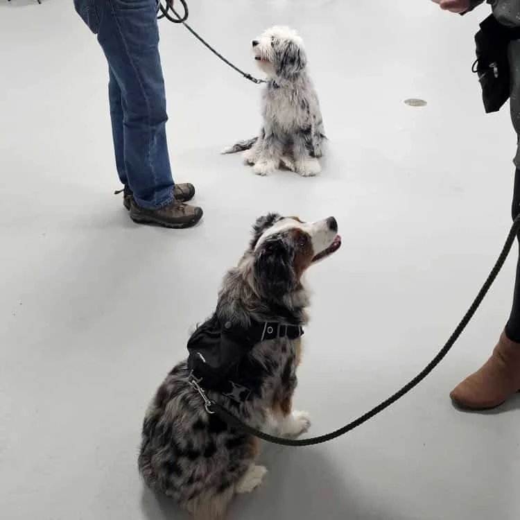 A young Australian Shepherd dog with a merle coat sitting on a light-colored floor, looking upward and slightly to the side, wearing a black harness, with two people standing nearby, each holding a leash.