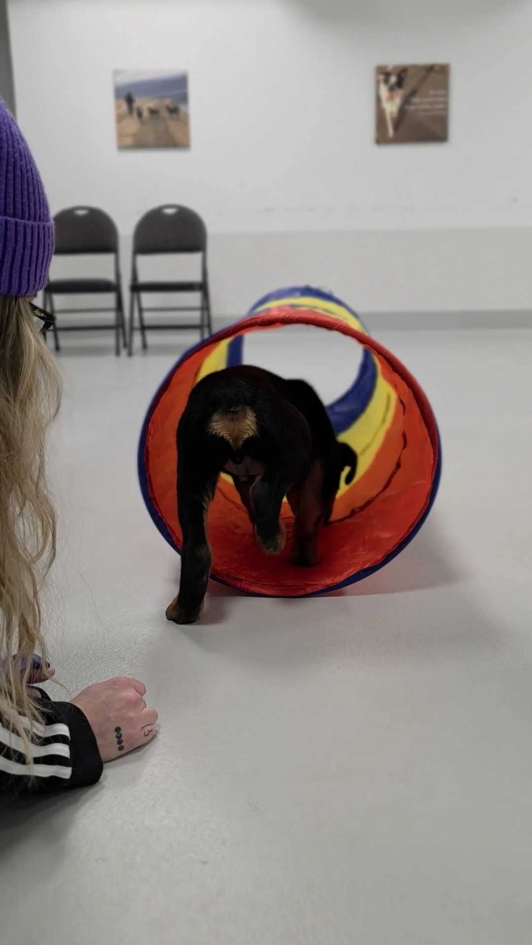puppy-socialization-class-airdrie-alberta