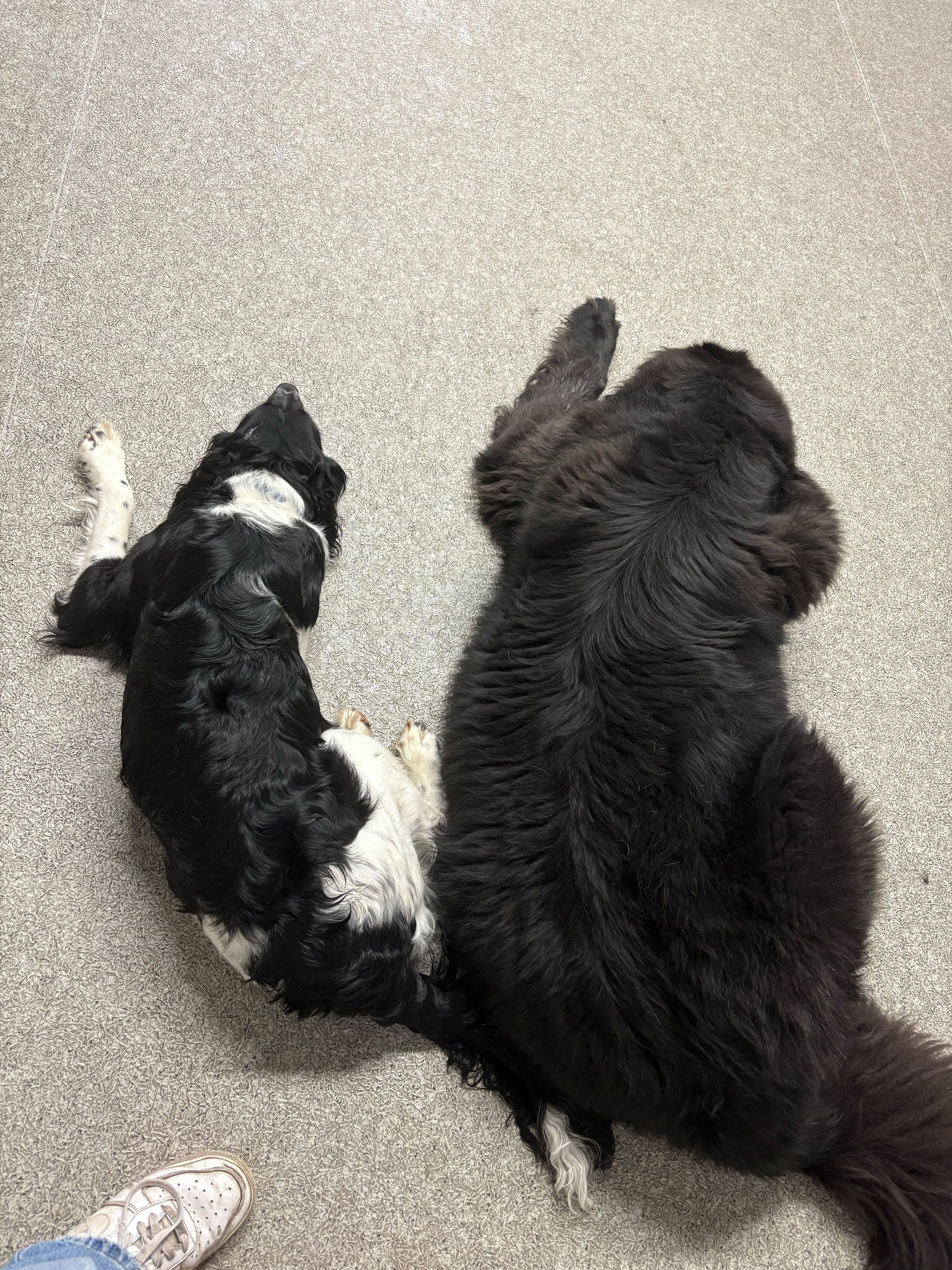 Two dogs, a Ruby and a black and white Setter breed, lying down on a beige carpeted floor, seen from above at Airdrie Puppy Pals Dog Daycare, Boarding and Training center in Airdrie, Alberta.