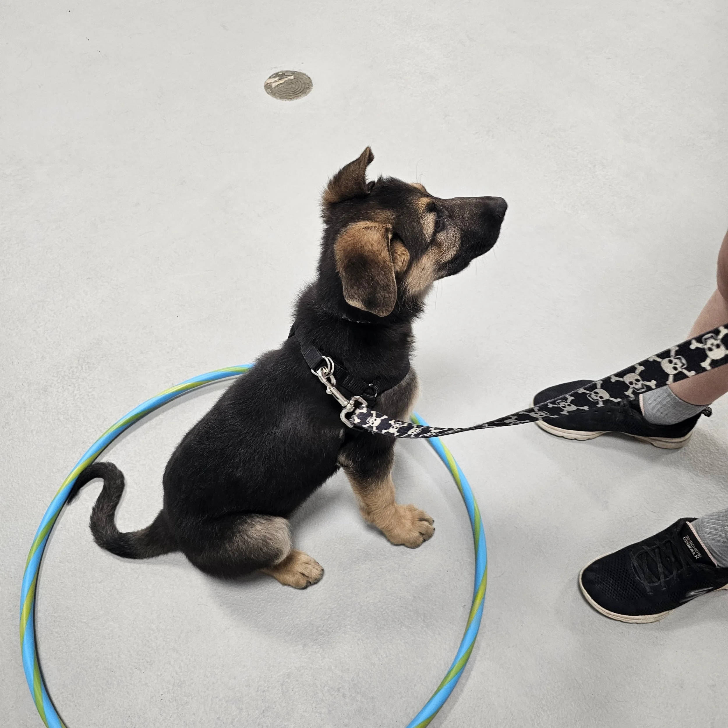 A young black and brown puppy with floppy ears sitting inside a blue hula hoop on a light gray floor, looking up at a person wearing black sneakers and shorts at Airdrie Puppy Pals.