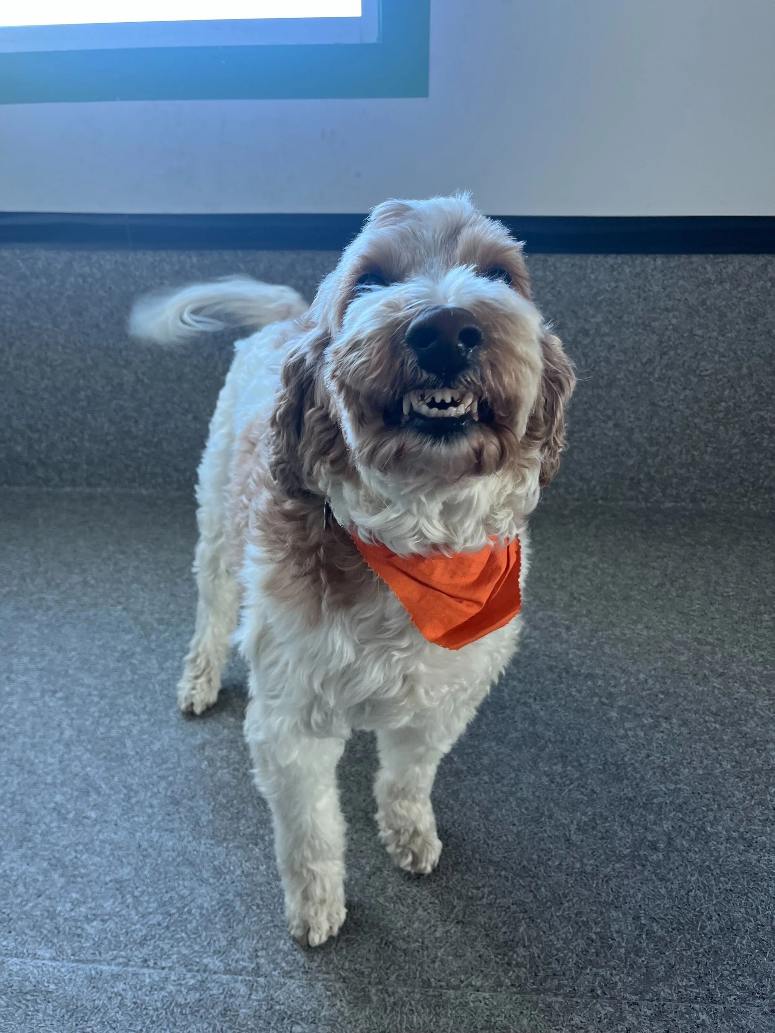 A dog with curly fur, wearing an orange bandana, showing its teeth with an open mouth, standing on gray flooring near a wall and a window.