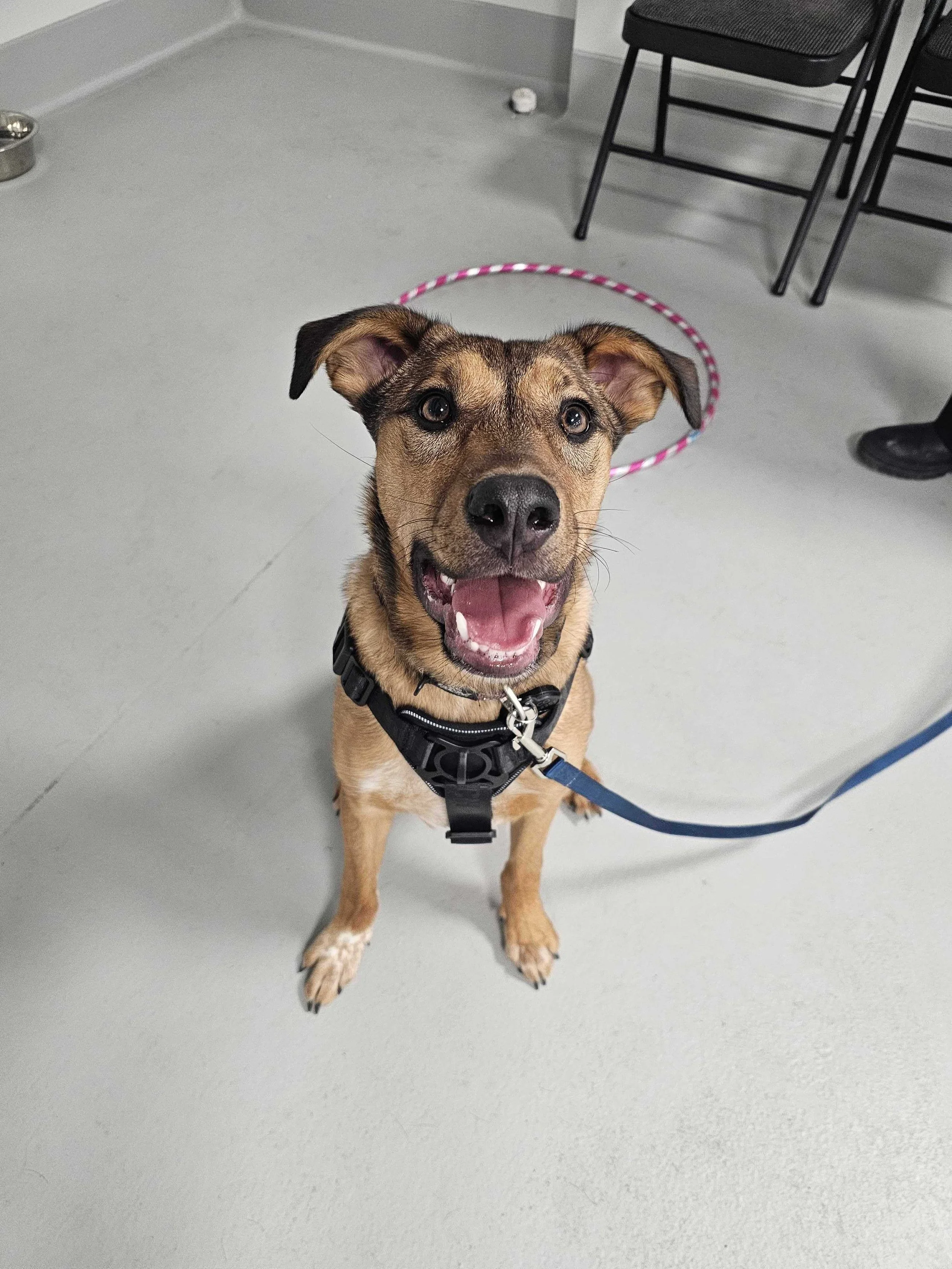 Jr Puppy Dog Training