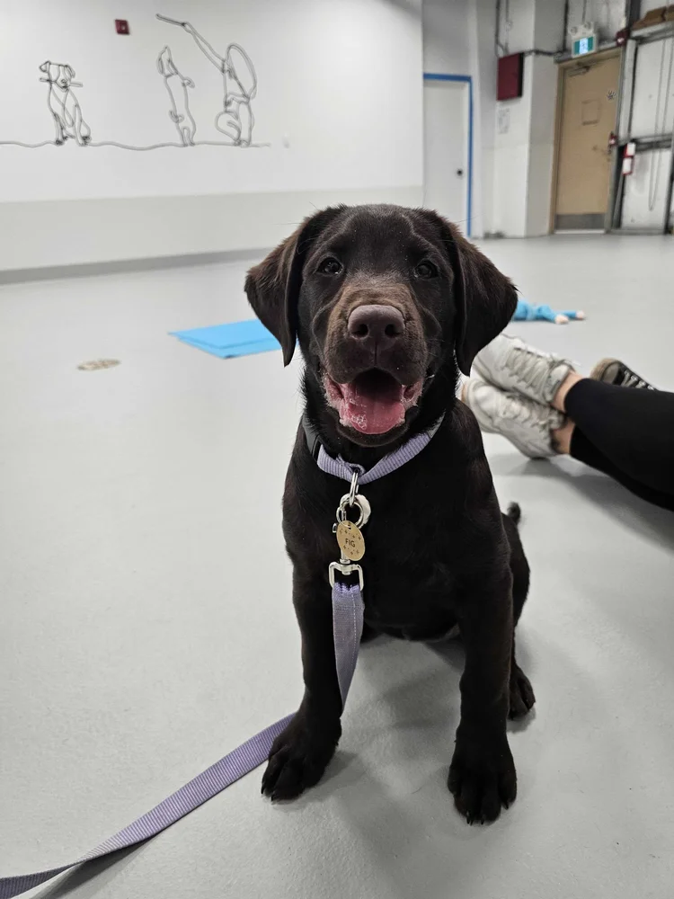 Jr Puppies of different sizes playing off leash at Airdrie Puppy Pals