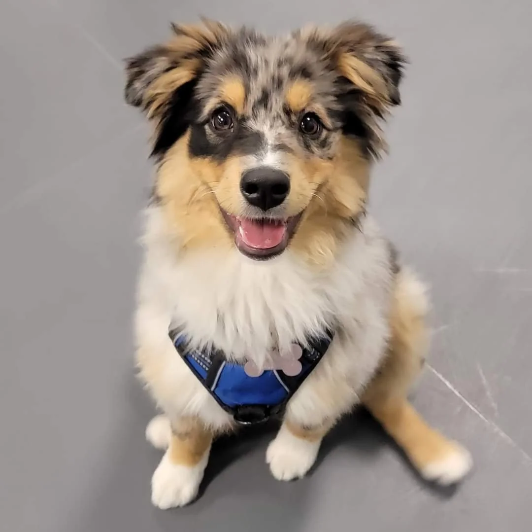 Adorable Australian Shepherd puppy with a merle coat pattern, sitting on a gray floor, wearing a blue harness, looking at the camera with a happy expression at Airdrie Puppy Pals.