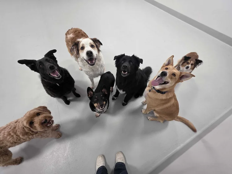 Dogs playing at Airdrie Puppy Pals daycare