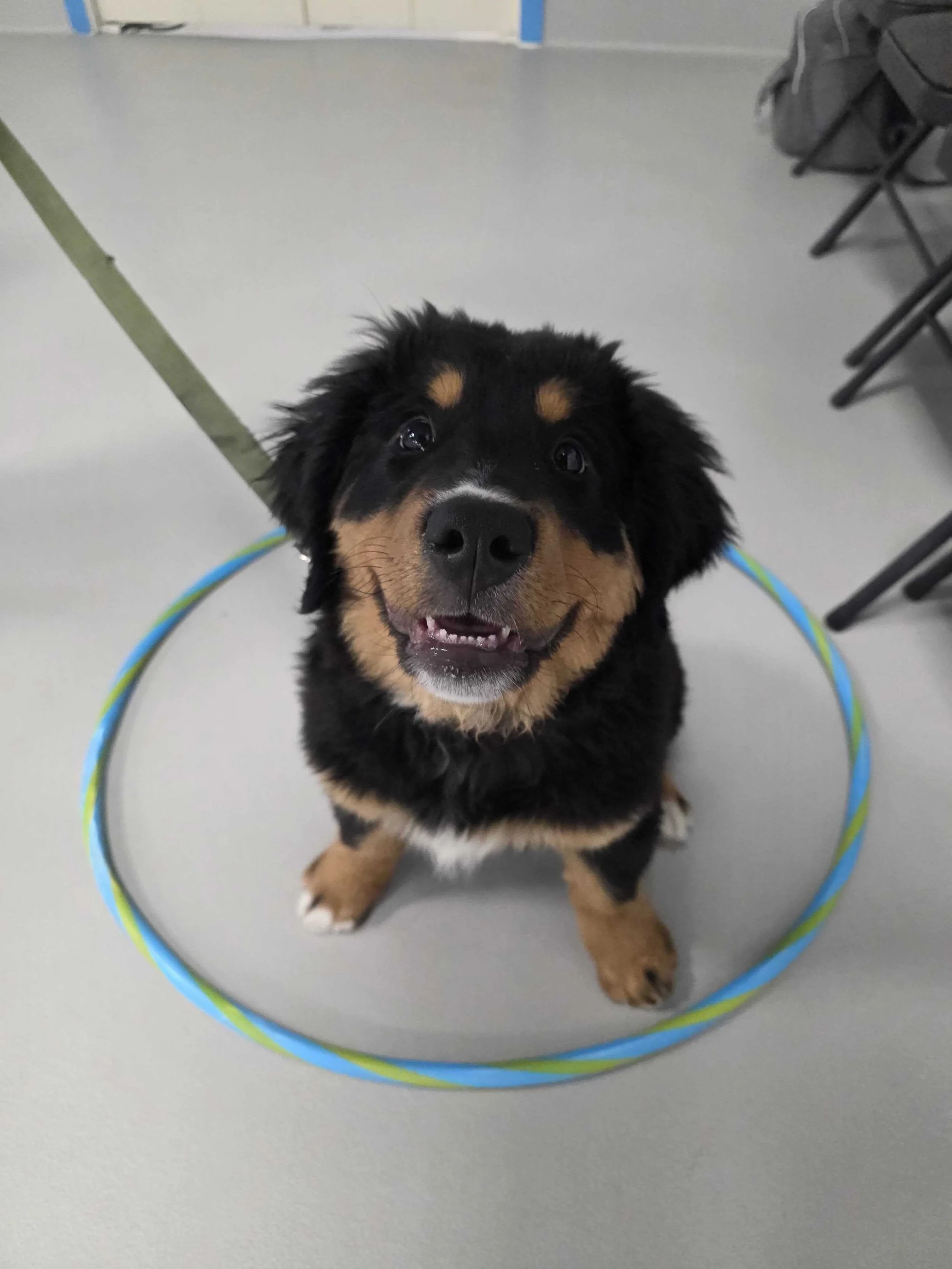 A happy black and tan puppy sitting inside a colorful hula hoop on a gray floor, with sparse chairs and a wall in the background during a dog training class in Airdrie, Alberta .