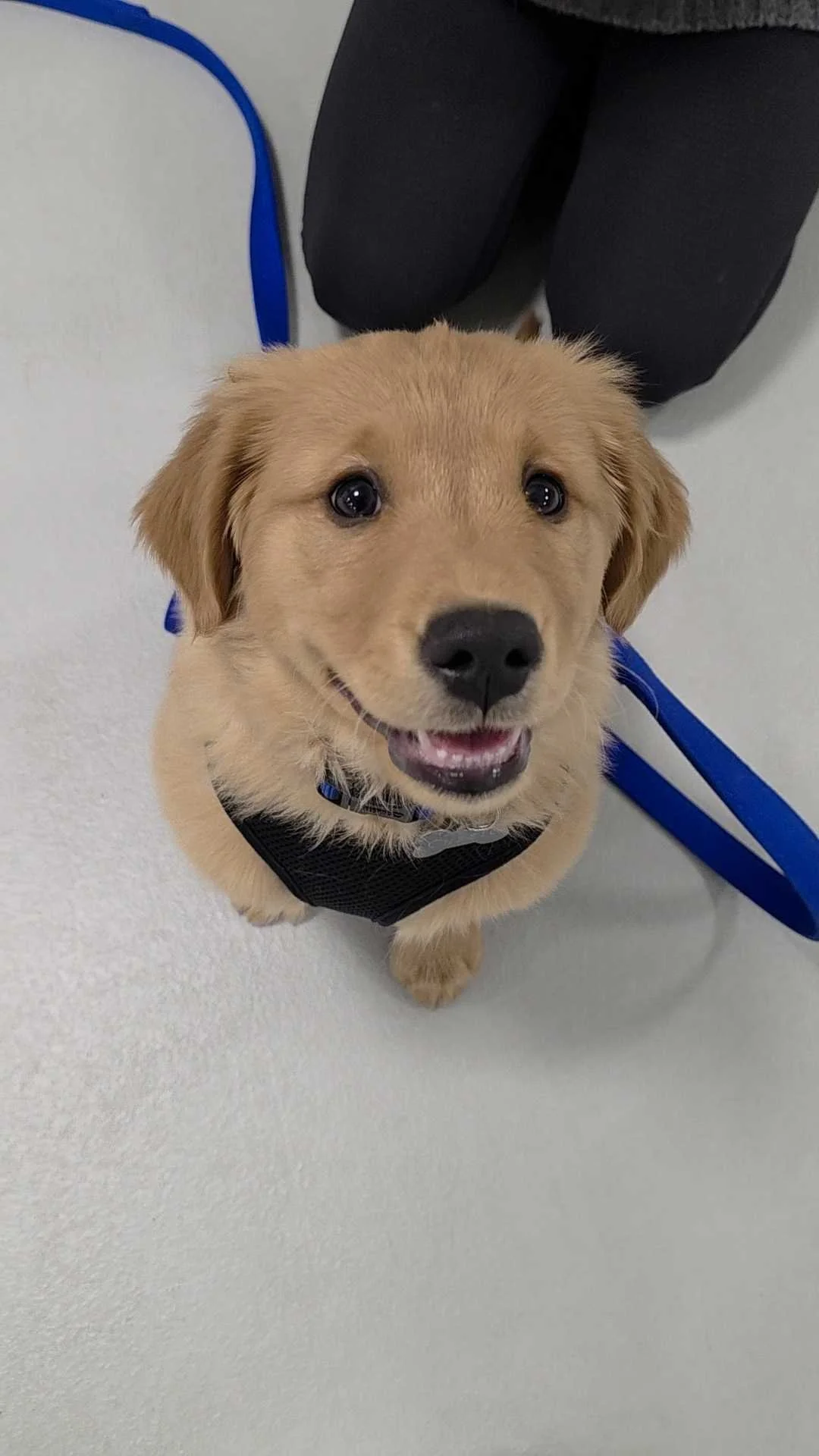 Happy golden retriever puppy sitting during a puppy training class, wearing a harness and leash indoors