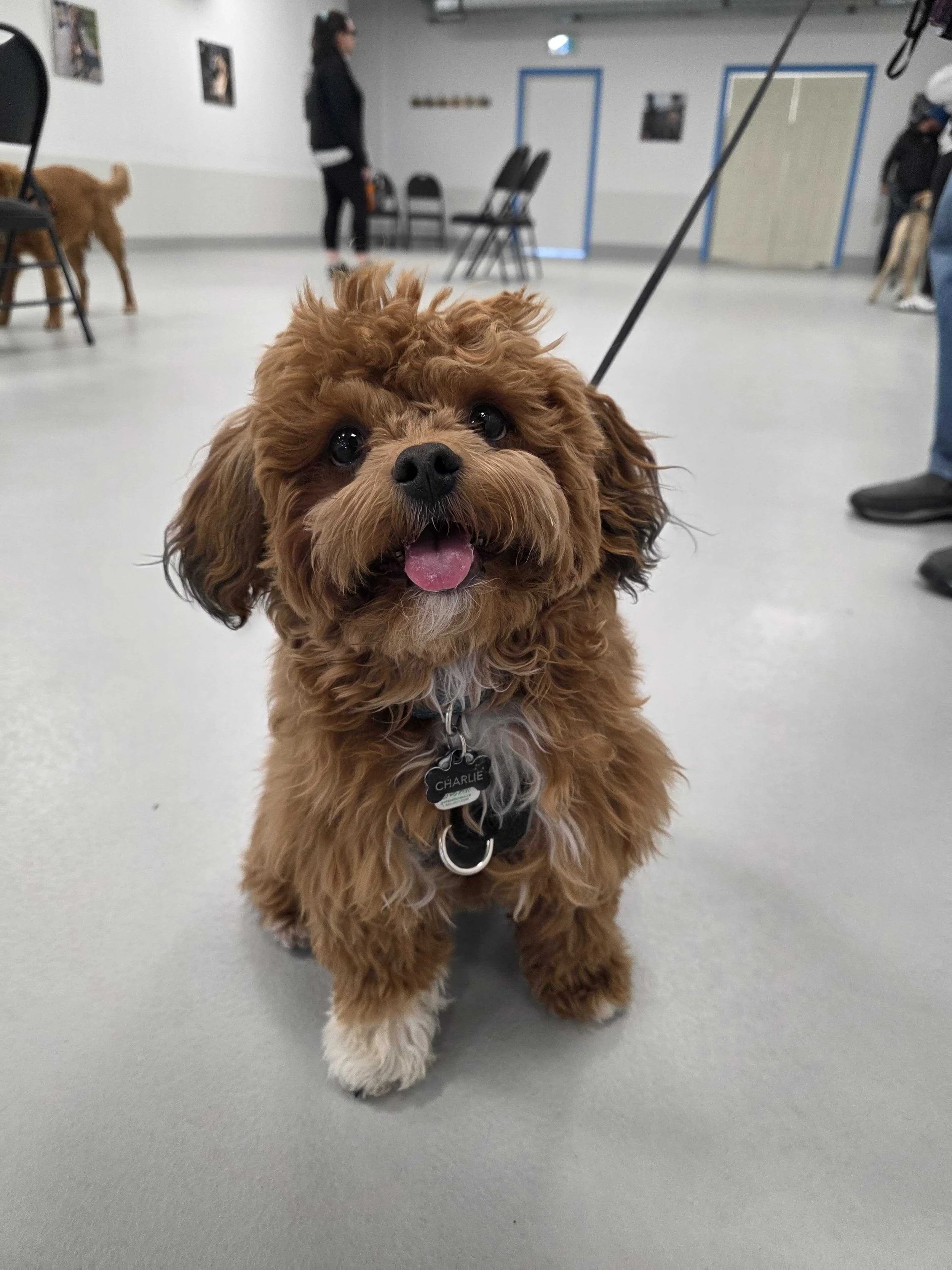 A cute, fluffy brown dog with a black nose and big, dark eyes, standing on a gray floor. The dog wears a collar with a tag that says 'Charlie' and is attached to a leash during Jr Puppy class in Airdrie, Alberta .