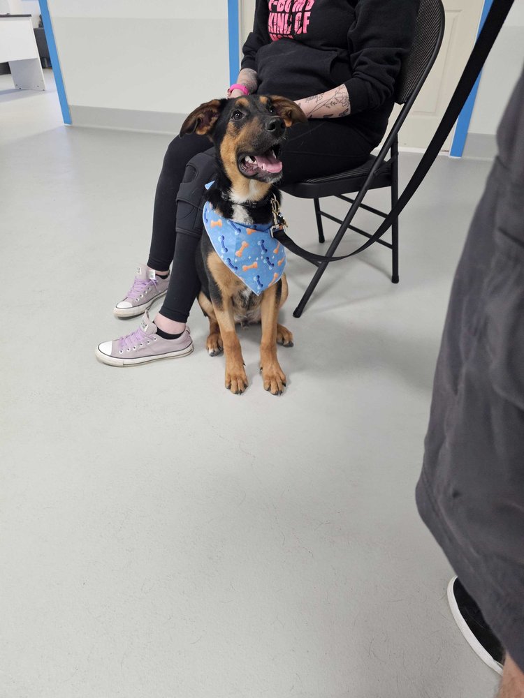 A puppy practising skills during Jr Puppy Class at Airdrie Puppy Pals