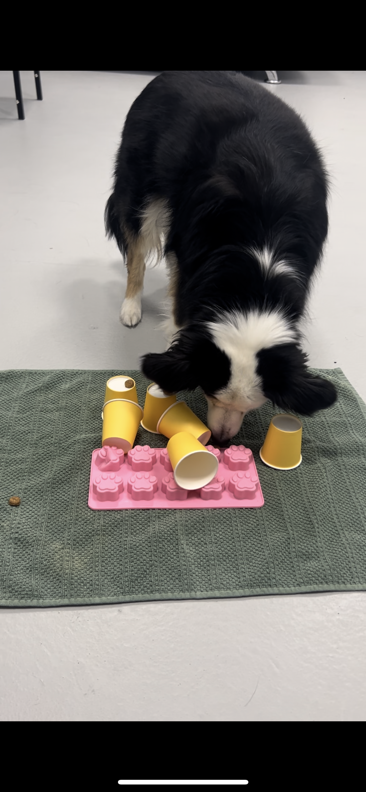 A black and white dog sniffing pink shaped treats surrounded by yellow cups on a green mat having fun at Doggy Daycare in Airdrie, Alberta, Canada.