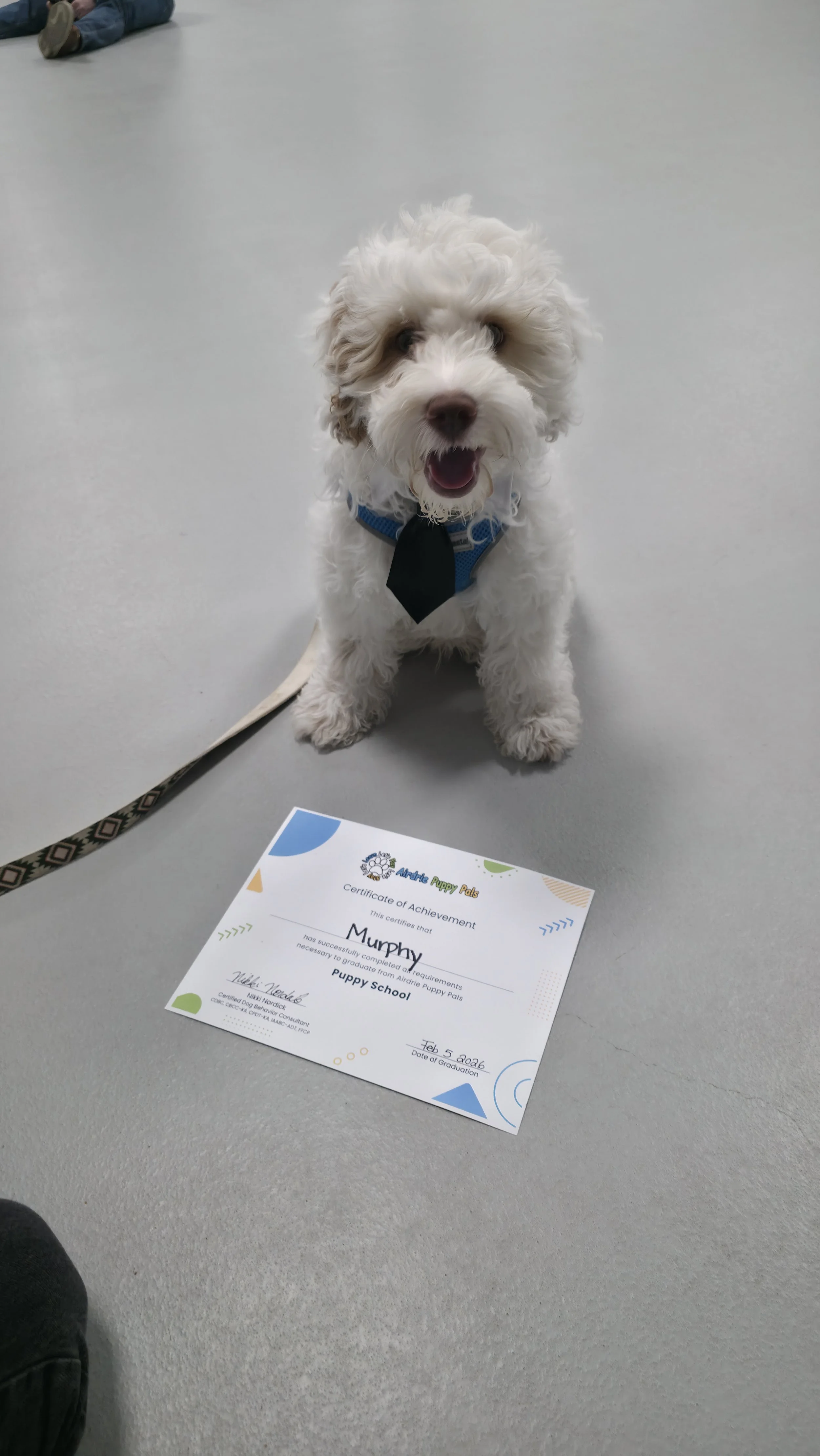 White fluffy puppy graduating from puppy class at Airdrie Puppy Pals dog training in Airdrie AB