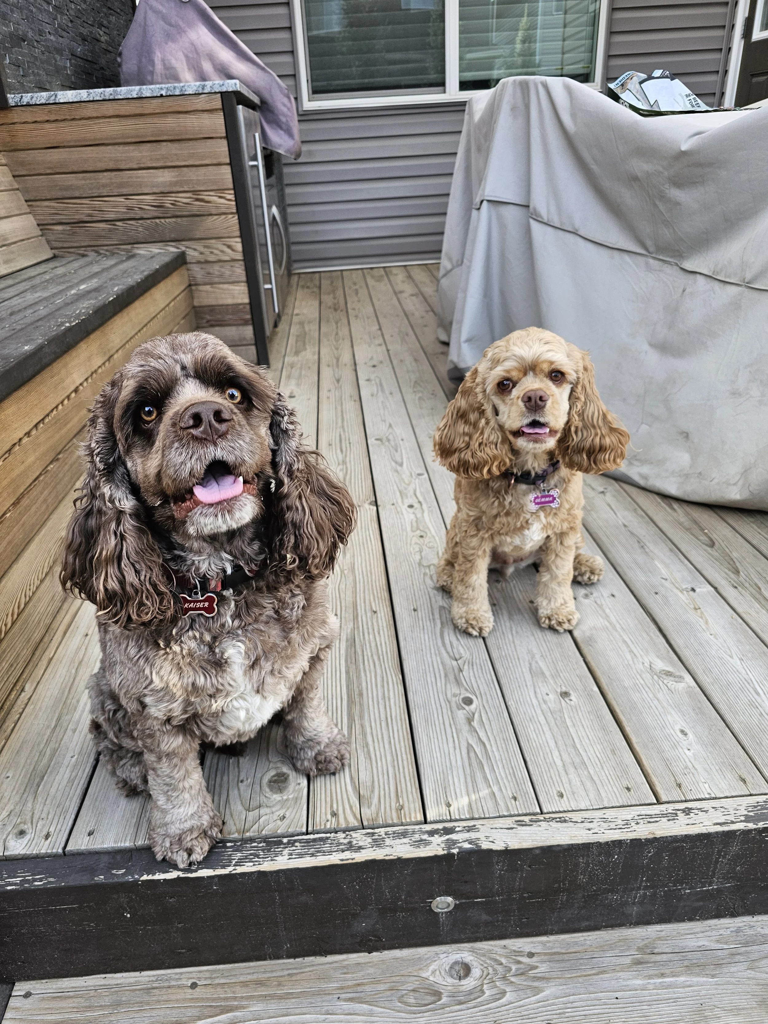 Two dogs sitting on a wooden deck in front of a house with gray siding and a window. One is a brown and white Cocker Spaniel with long ears and a red collar, the other is a tan Poodle with a purple collar in Airdrie, Alberta.