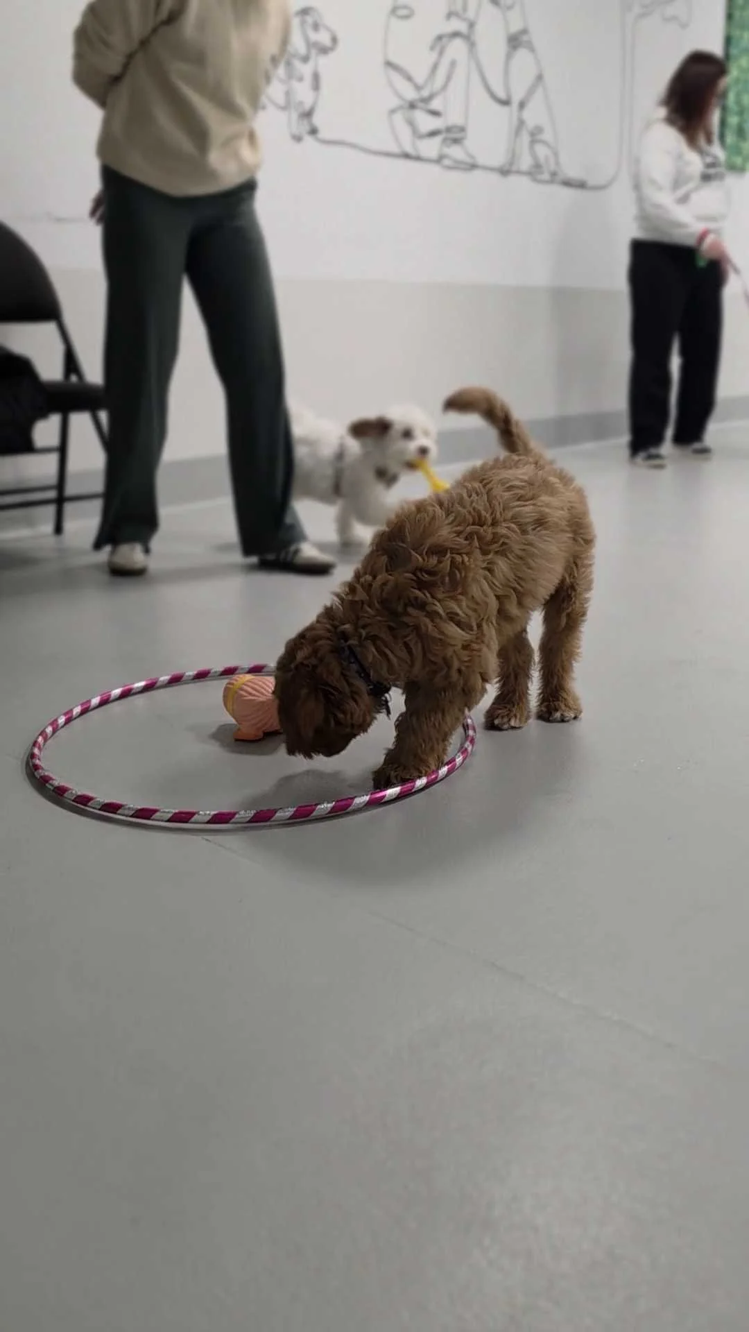 Small brown poodle puppy with a black collar bent down sniffing the inside of a pink and white hoop on a gray floor during a dog training class in Airdrie, Alberta .