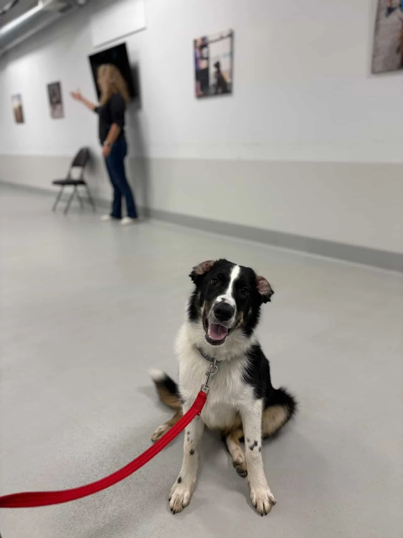 A happy black and white dog, likely a Border Collie mix, sitting on the floor with a red leash attached, in an indoor setting that appears to be a waiting area or hallway. In the background, a woman stands near the wall pointing or gesturing, with several framed pictures hanging on the wall.