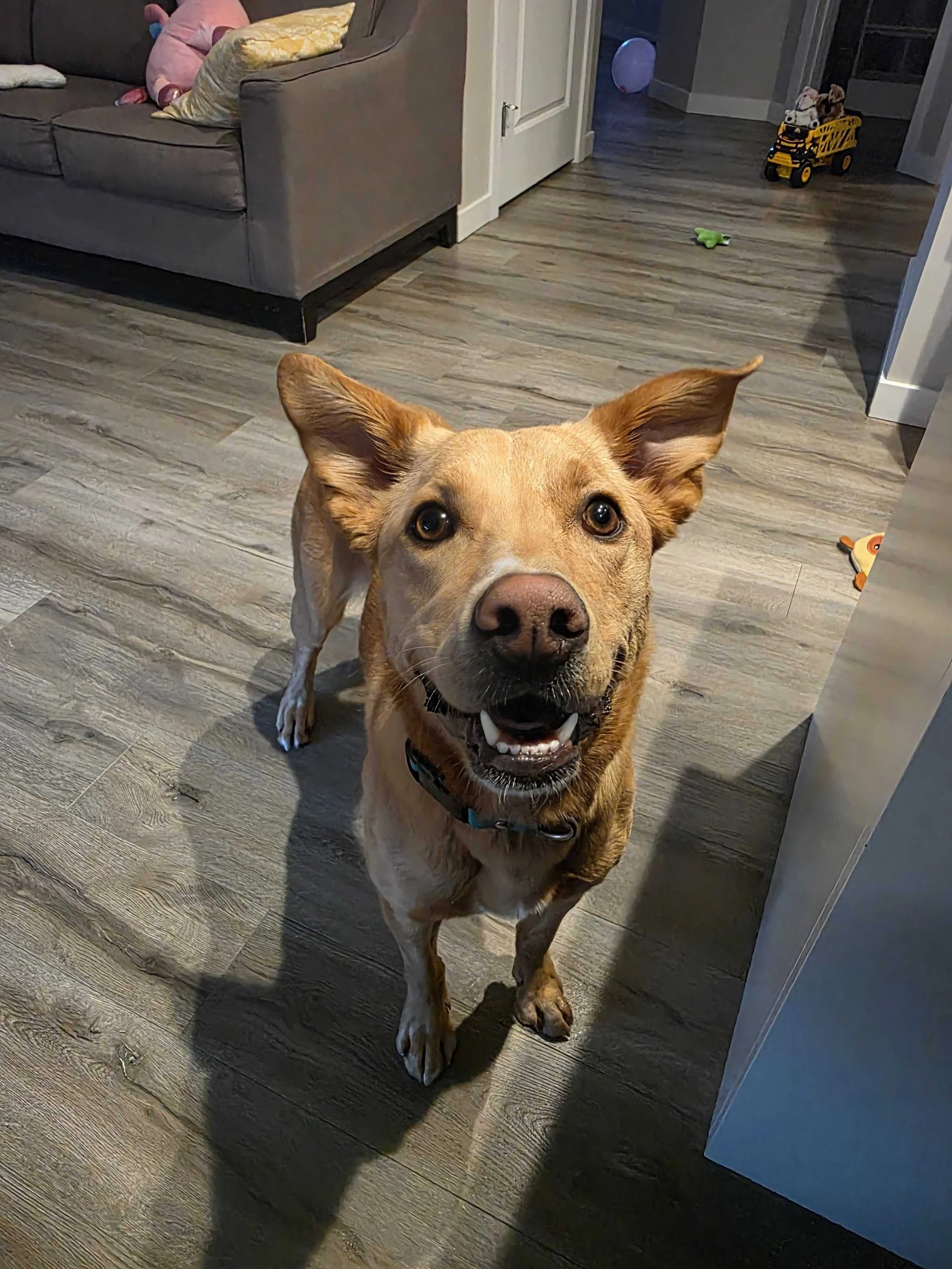 Happy dog standing on a wooden floor indoors, looking up at the camera with ears perked up.