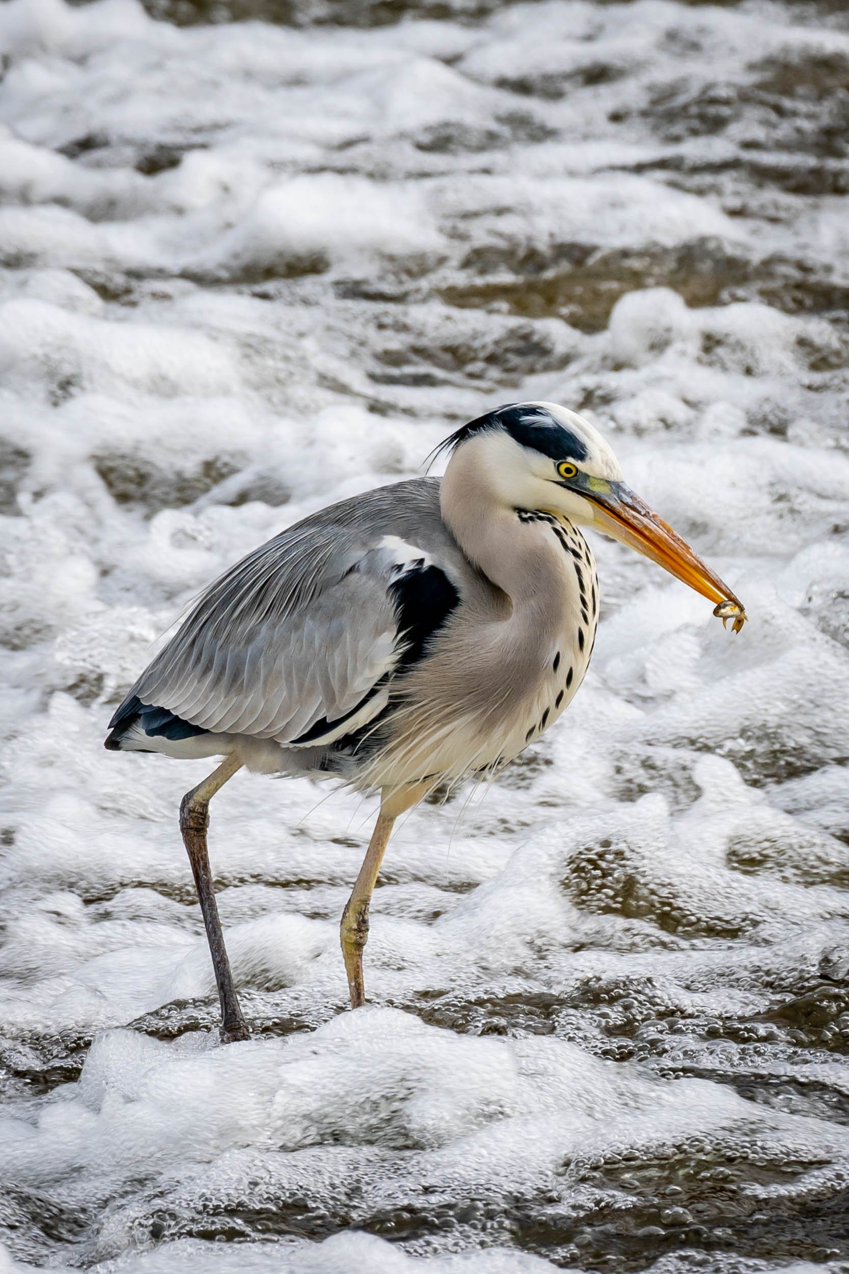 Infinite Focus - Web - 201811161236.jpg