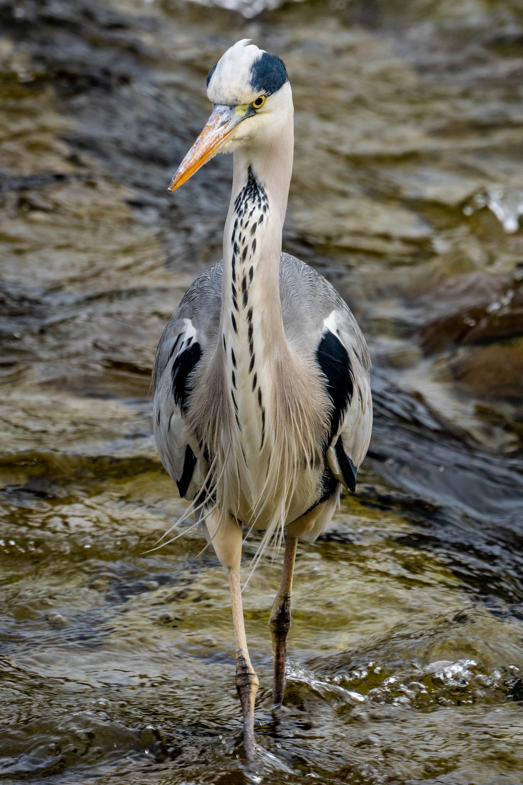 Infinite Focus - Web - 201811161238.jpg