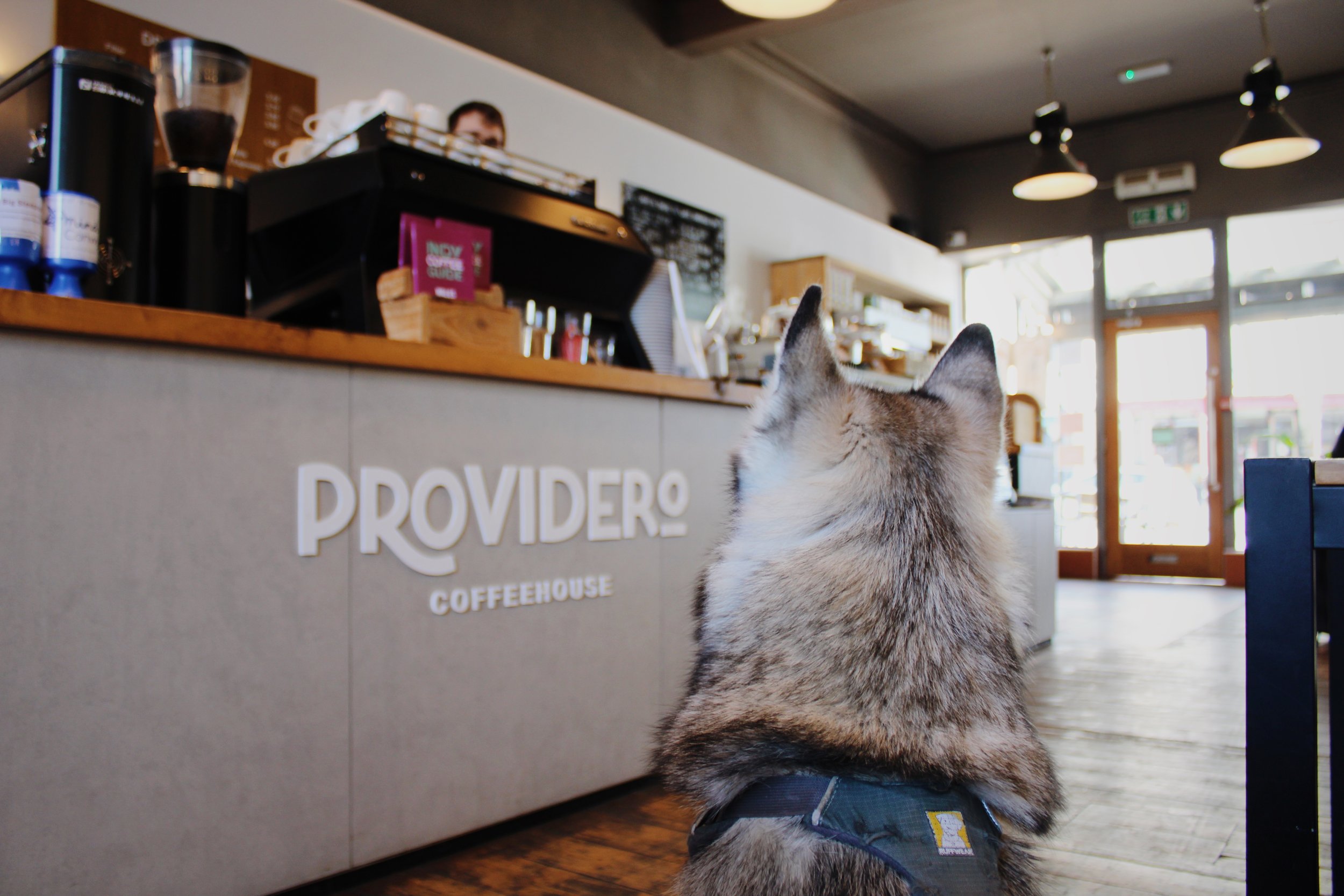 A dog with a harness sitting inside a coffee shop, facing the counter with the sign 'PROVIDERO COFFEEHOUSE' on it. The shop has natural light coming in through the glass doors and windows.