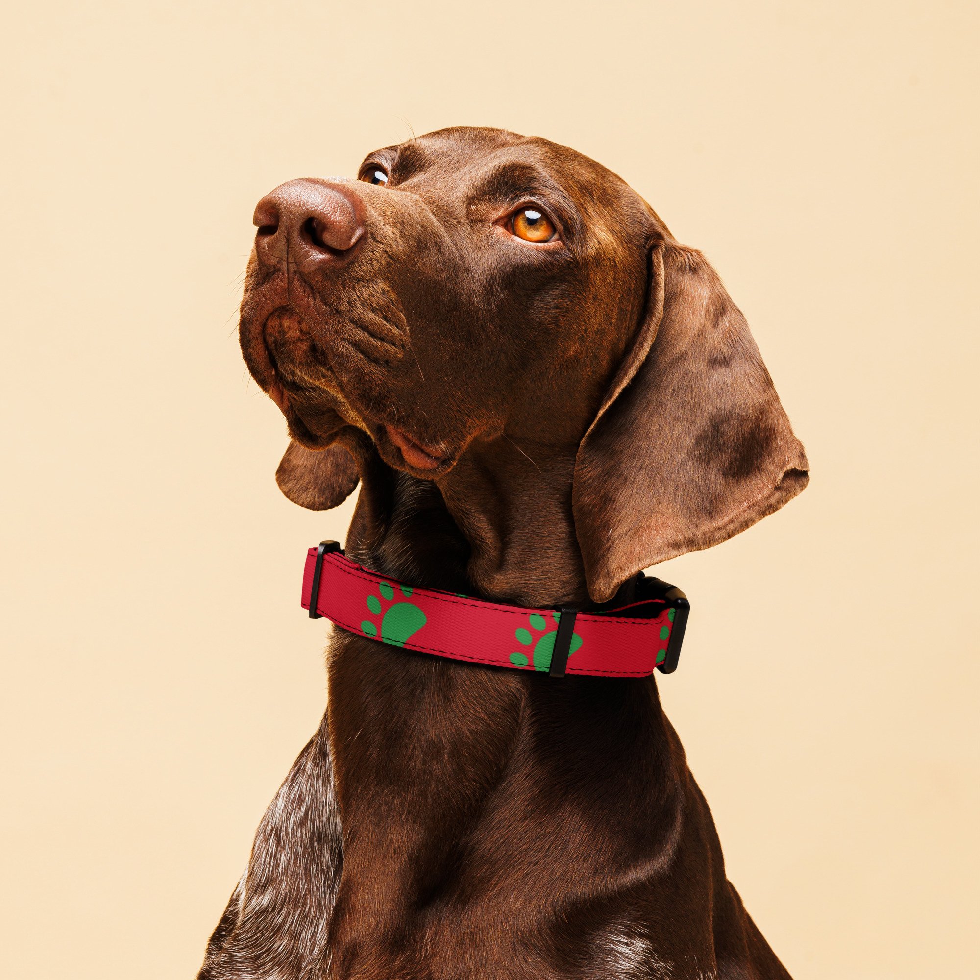 pet-collar-white-l-front-66ef3e2e5599a.jpg